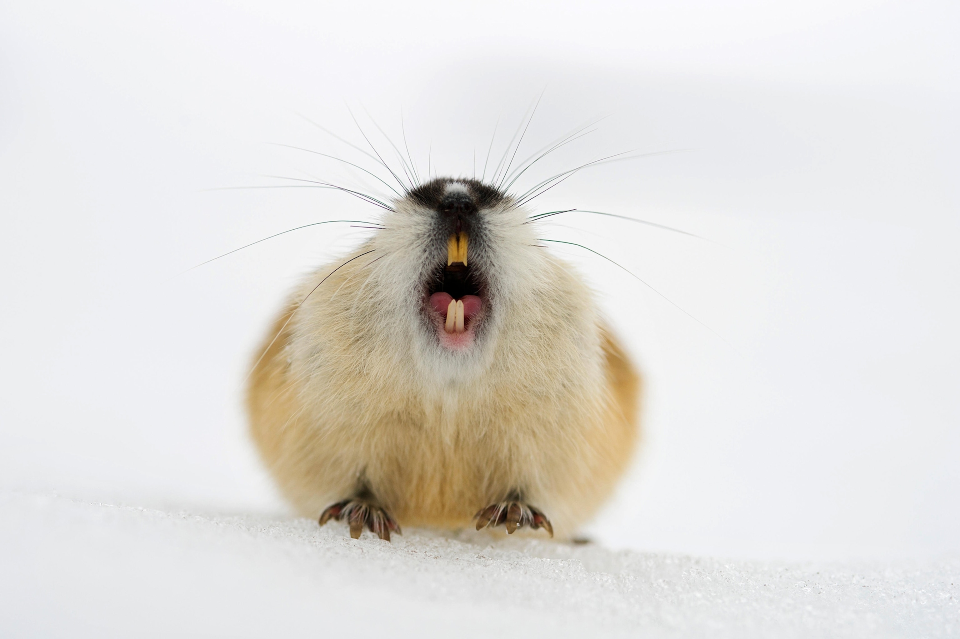 a lemming in Norway