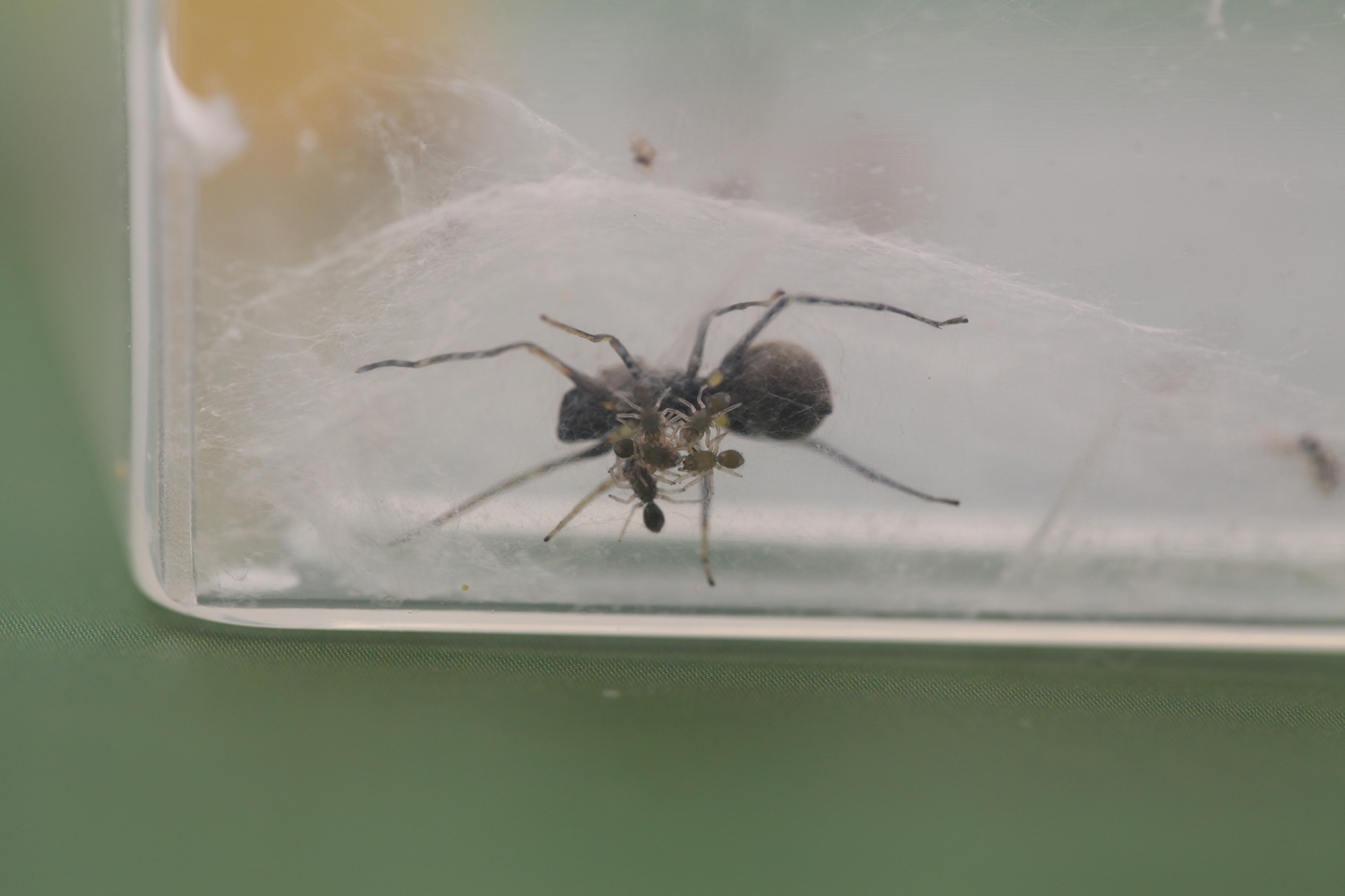 jumping spider