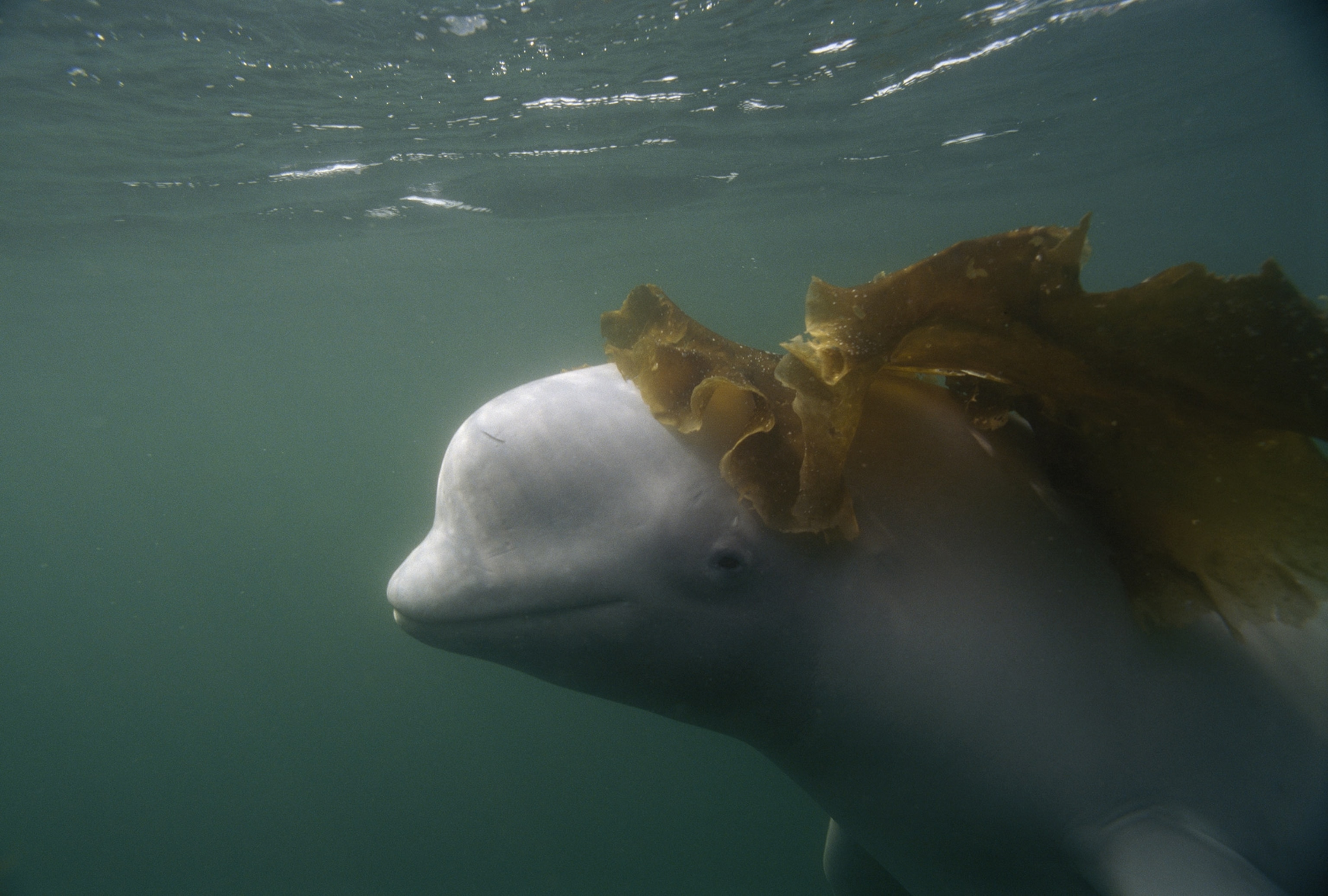 Beluga sits with seaweed on head.