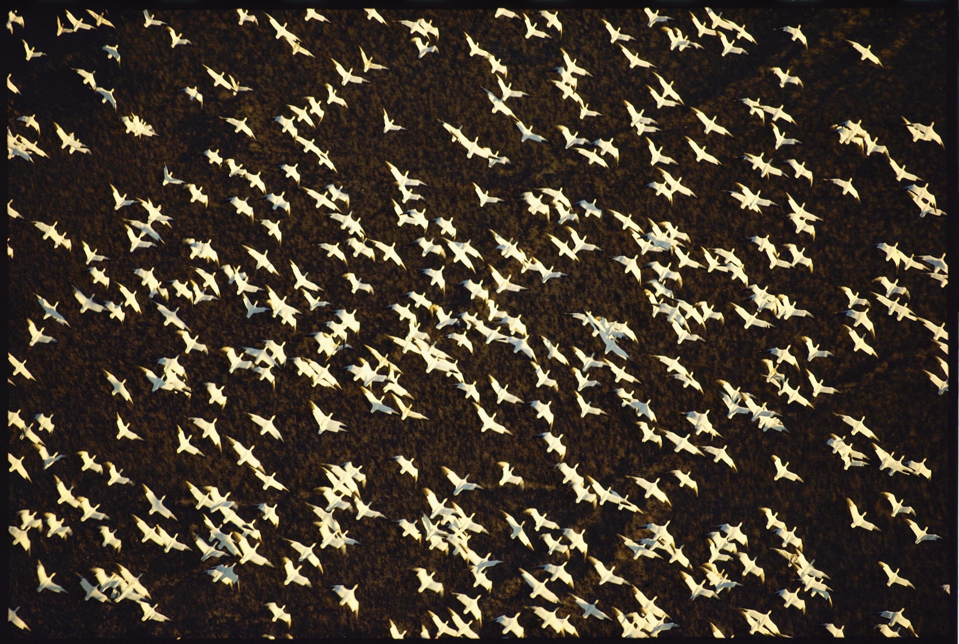 Flurries of snow geese
