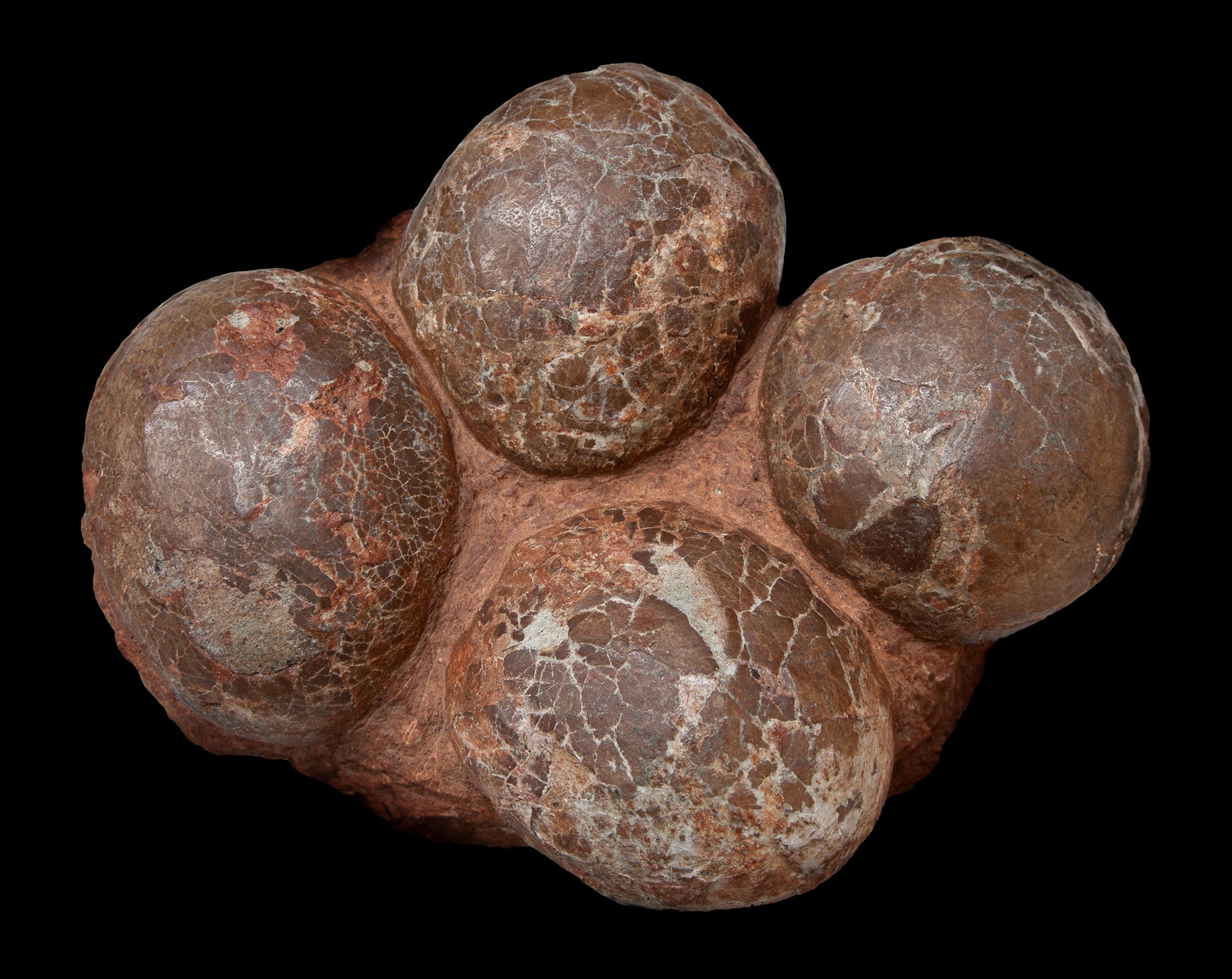 Sauropod fossilized dinosaur eggs in stone matrix, from China.