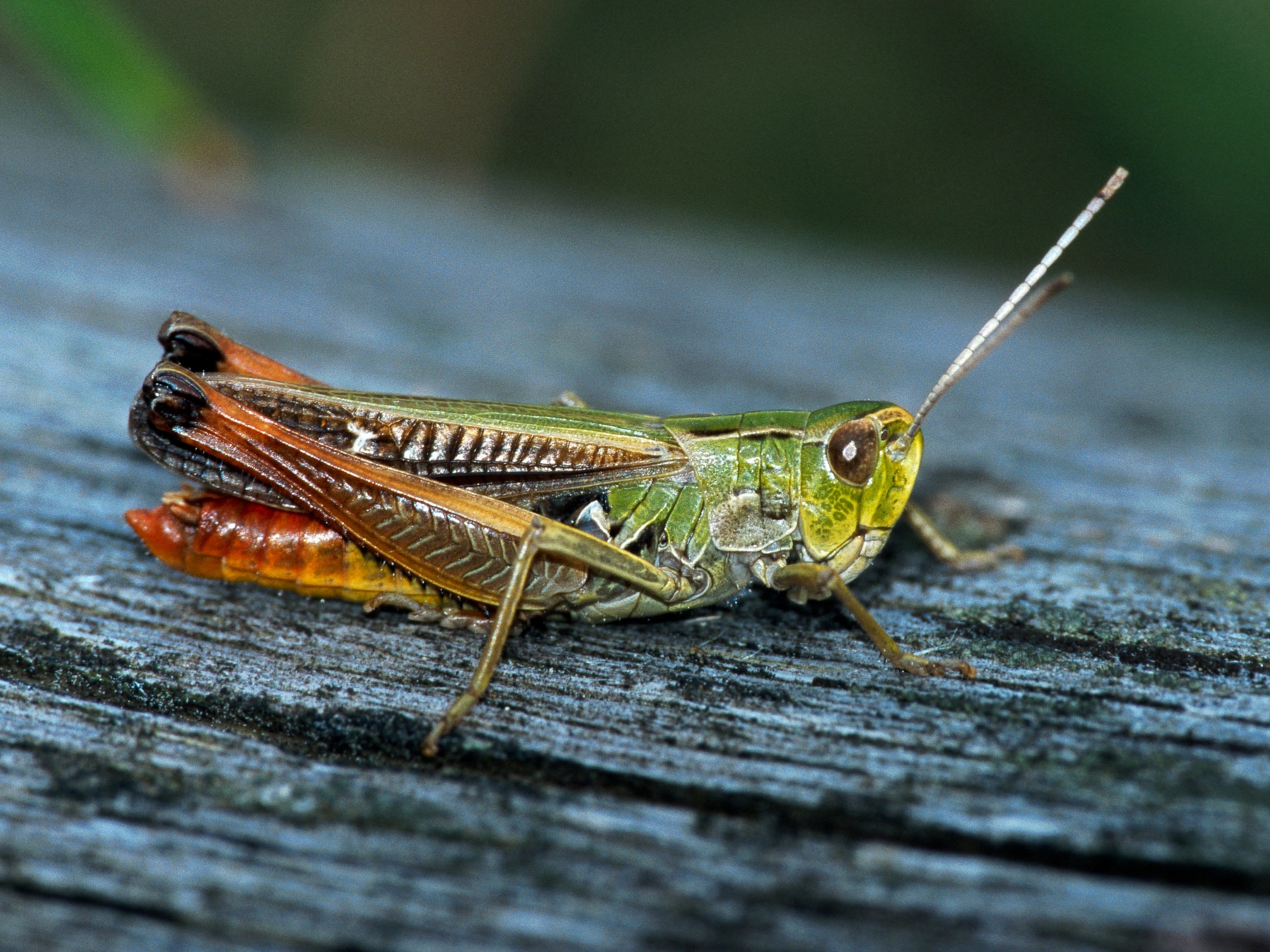 A bow-winged grasshopper on a pine tree.