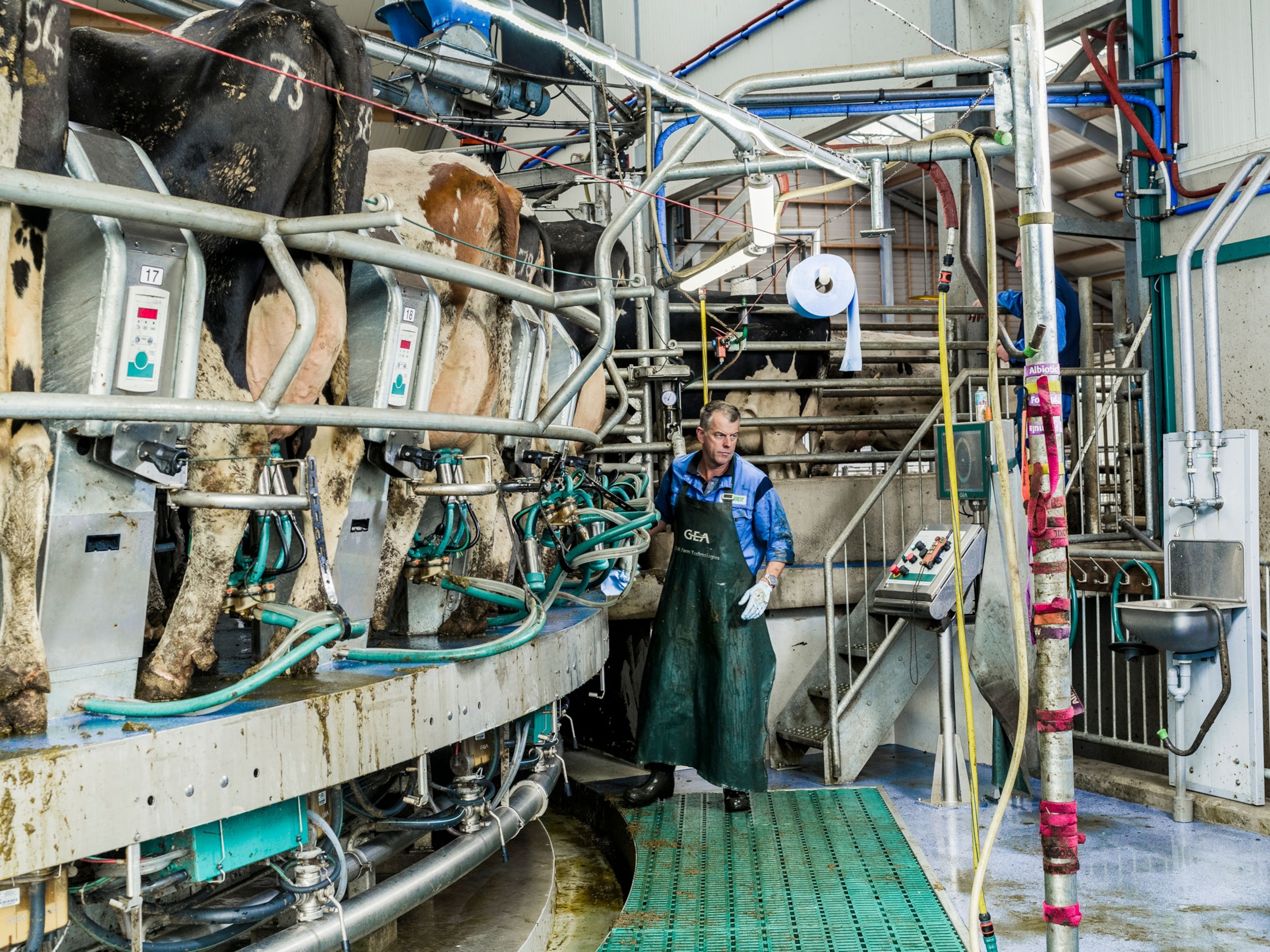 cows stand in a machine that automatically milks them