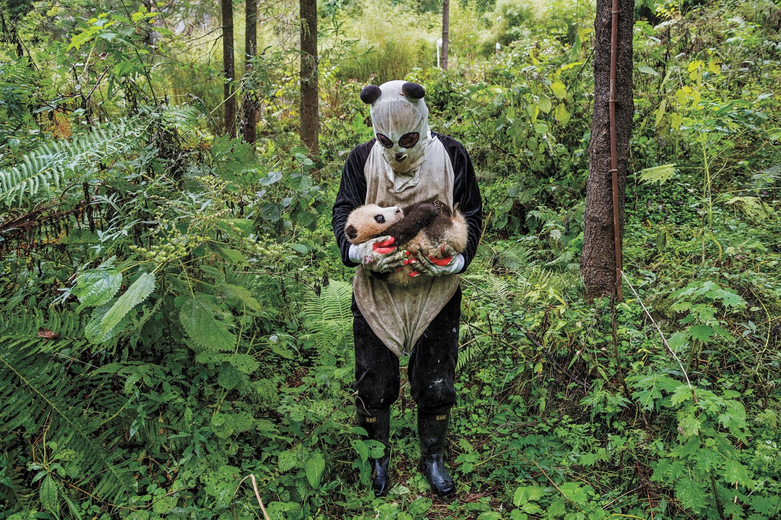 A panda keeper dons a panda suit to perform a health check on a cub