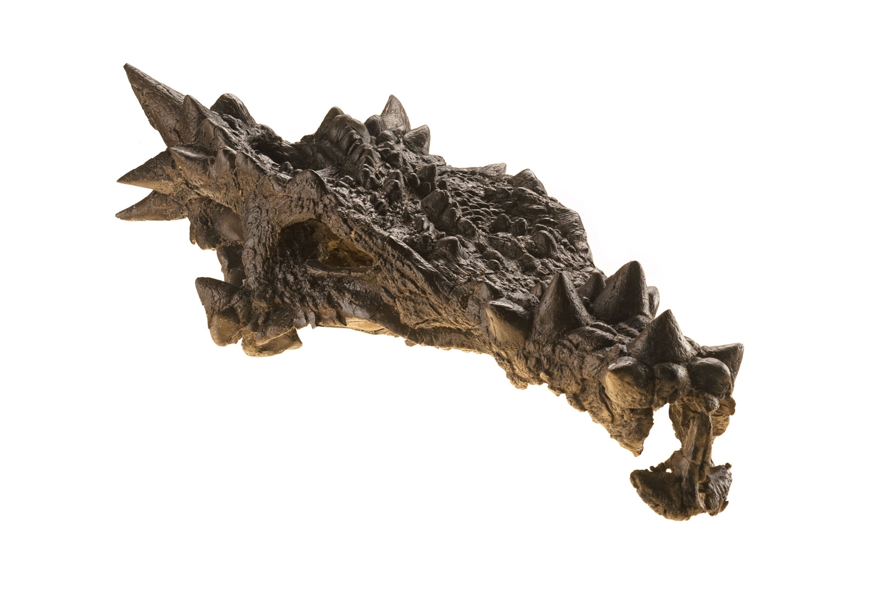 a skull of a Dracorex with spikes and pointed knobs.