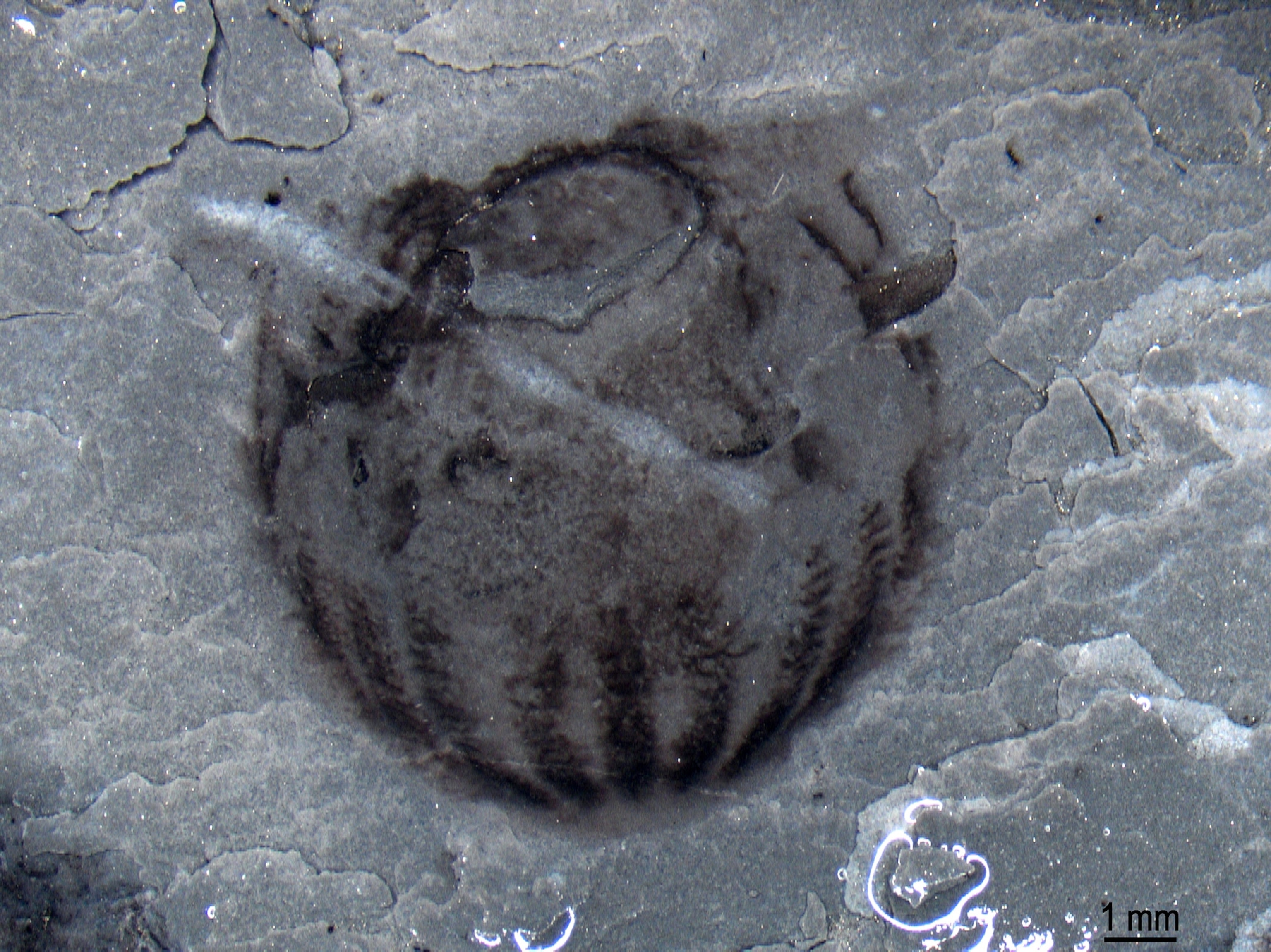 Ctenophore.
