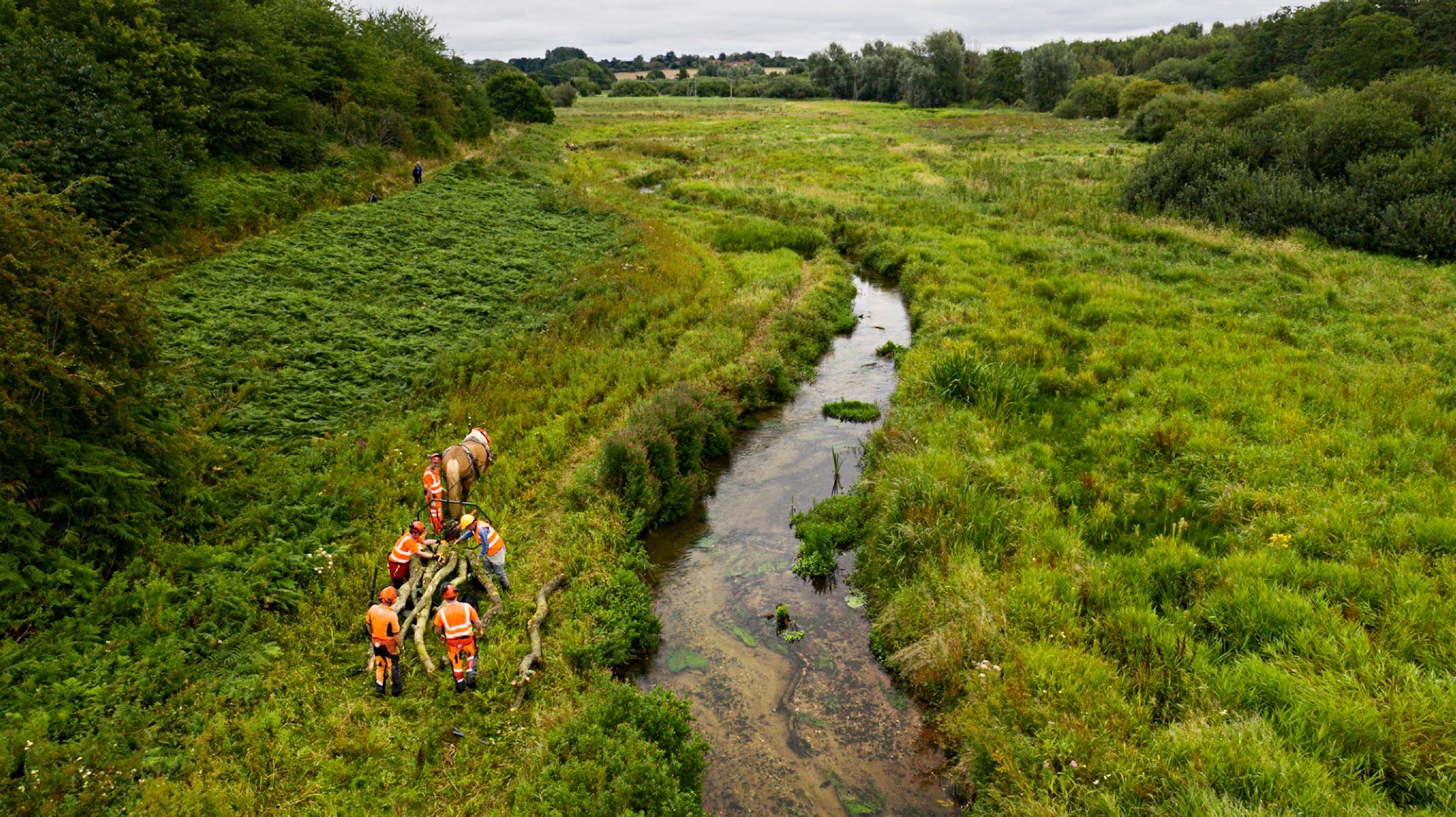 5 individuals in orange vests stand on the left side of the narrow stream. they are collecting branches and trunks onto a wagon for the horse to carry