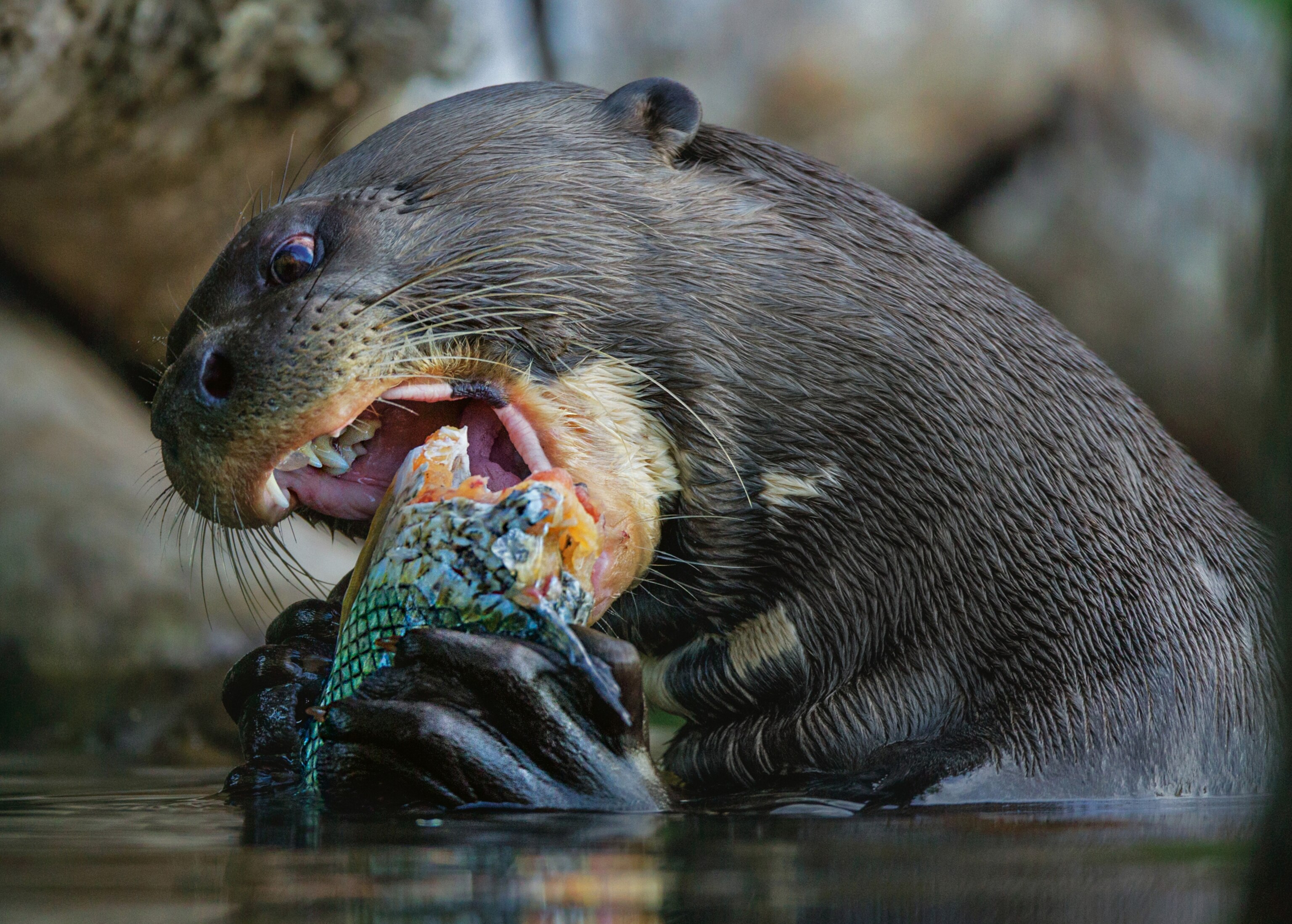 a giant otter eating a fish in Manú National Park, Peru