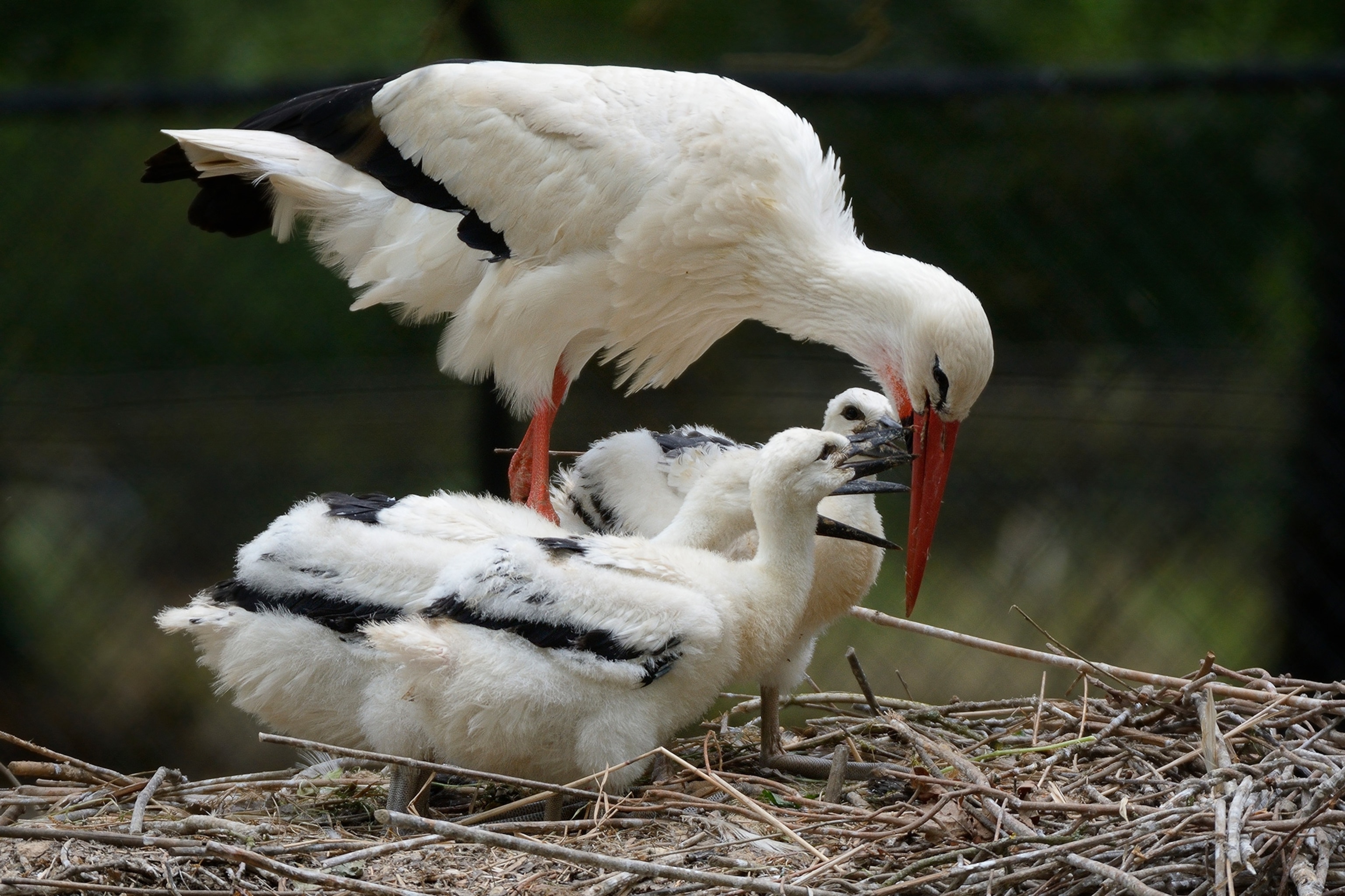 white storks