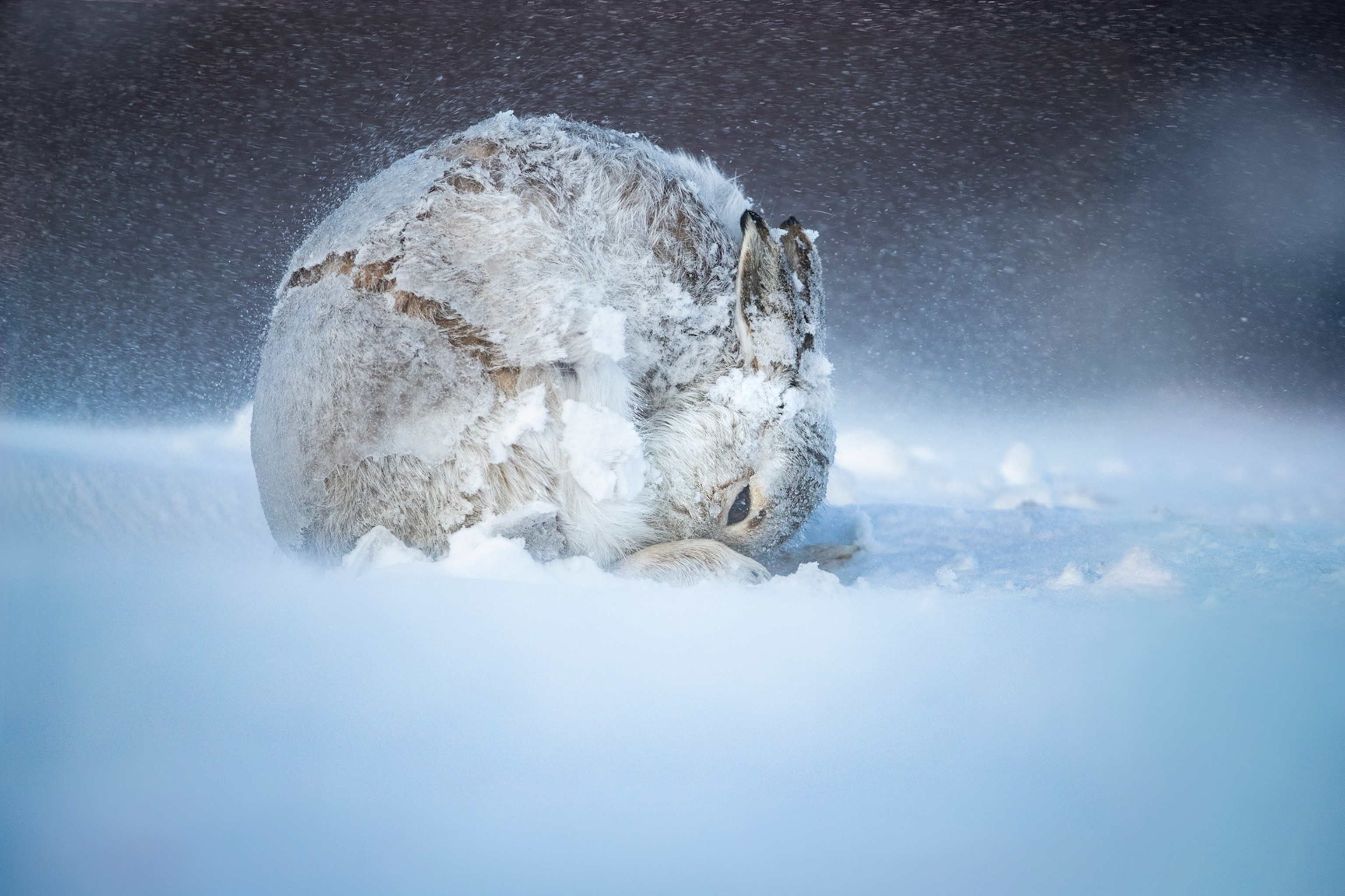 A mountain hare in Scotland feeds on its own droppings, a crucial nutritional boost during winter.
