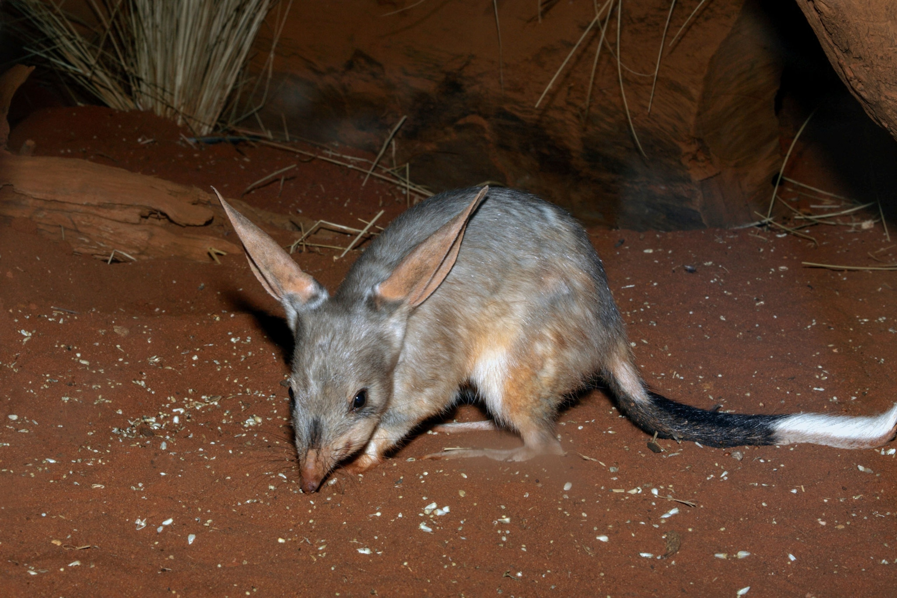a greater bilby