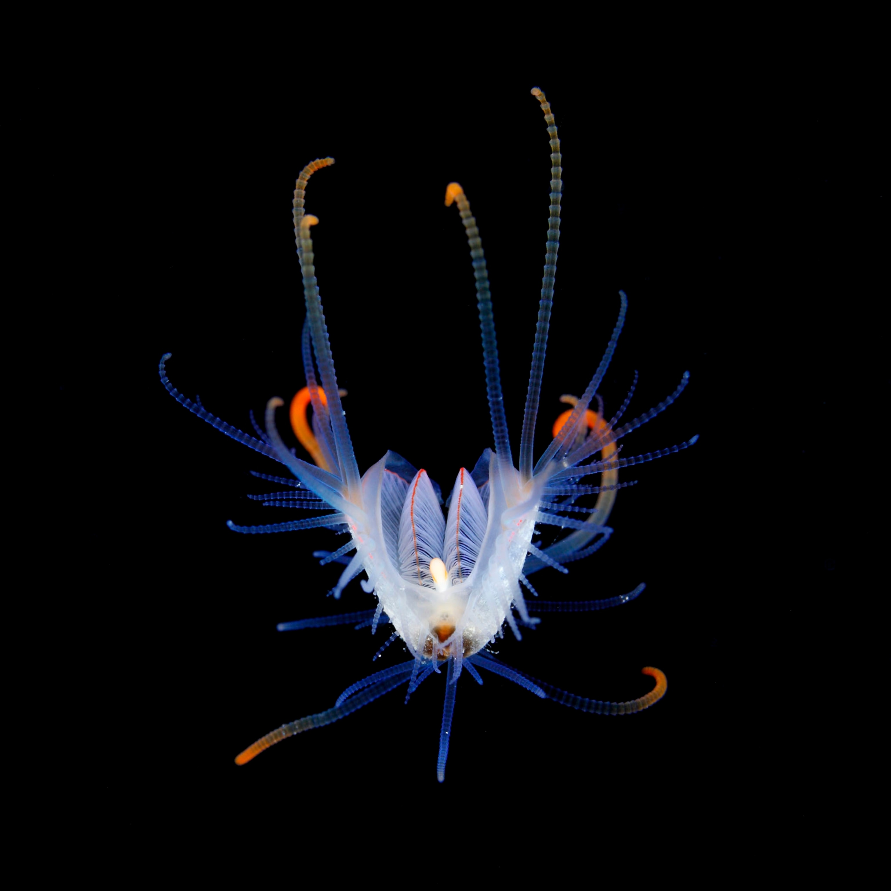 fish larva