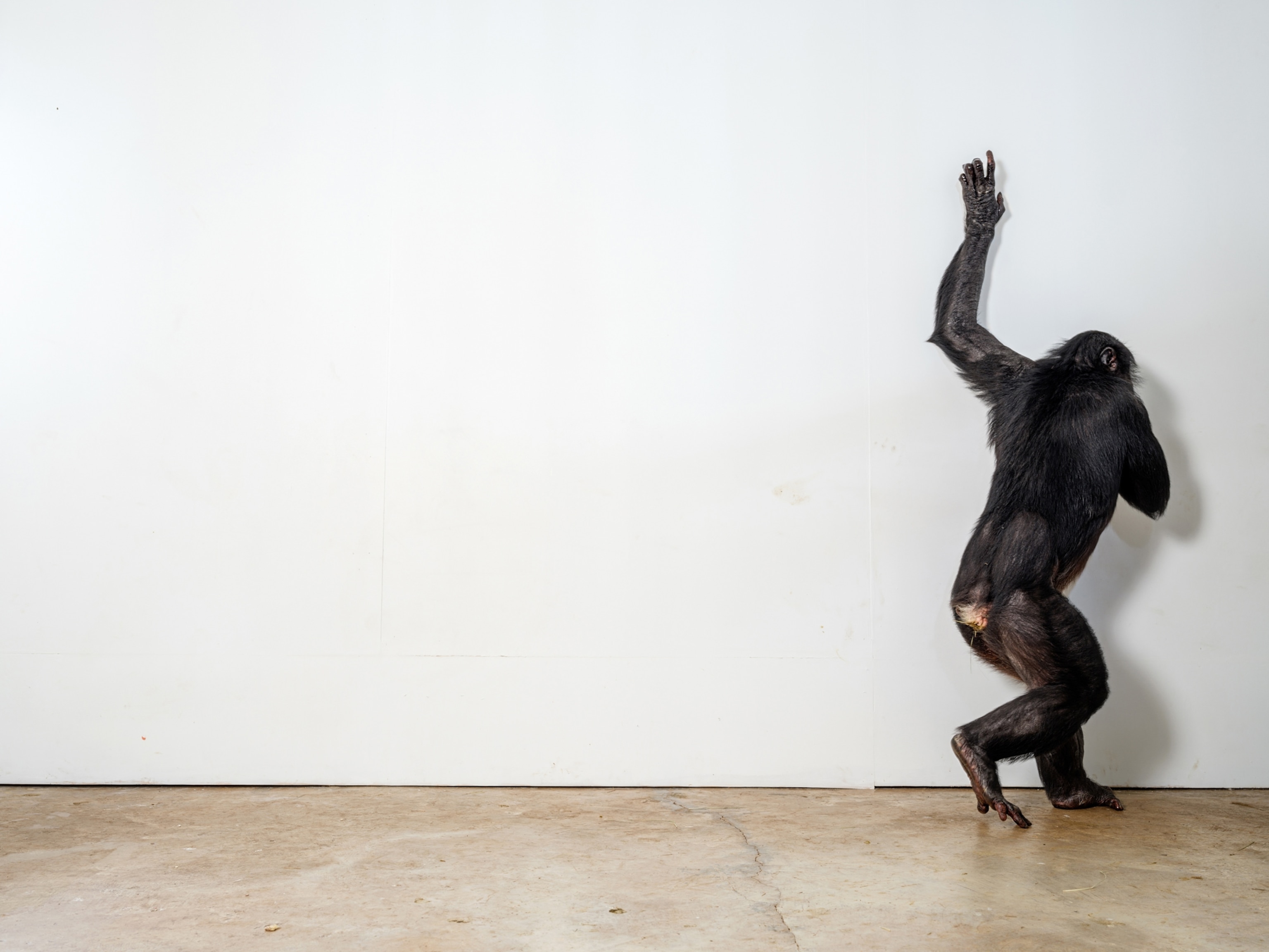 Bonobo facing away from camera reaching up on a blank wall.