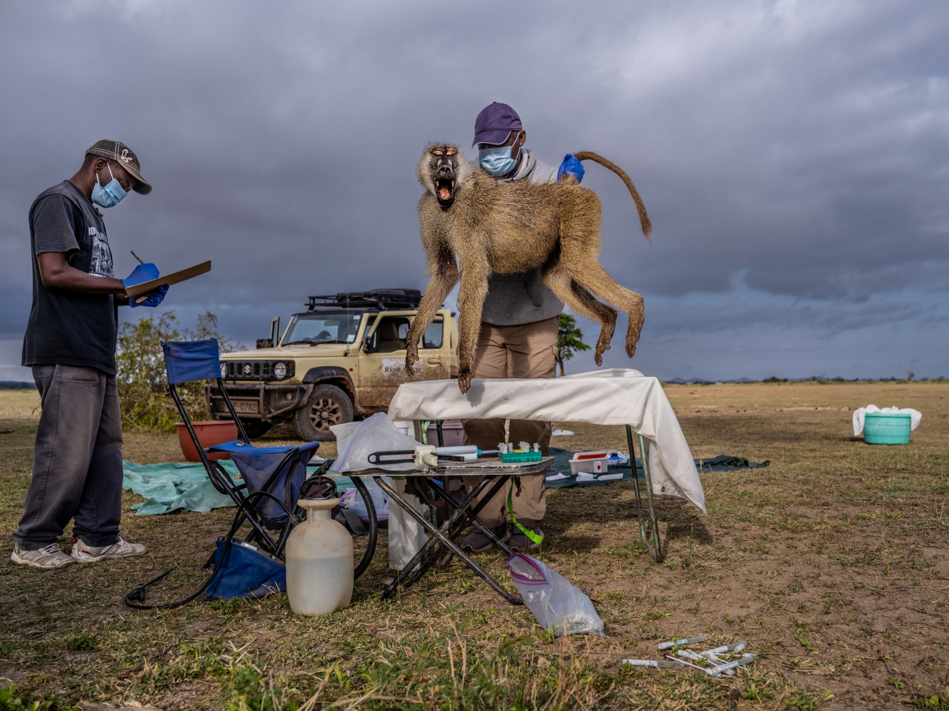 Baboon being examined