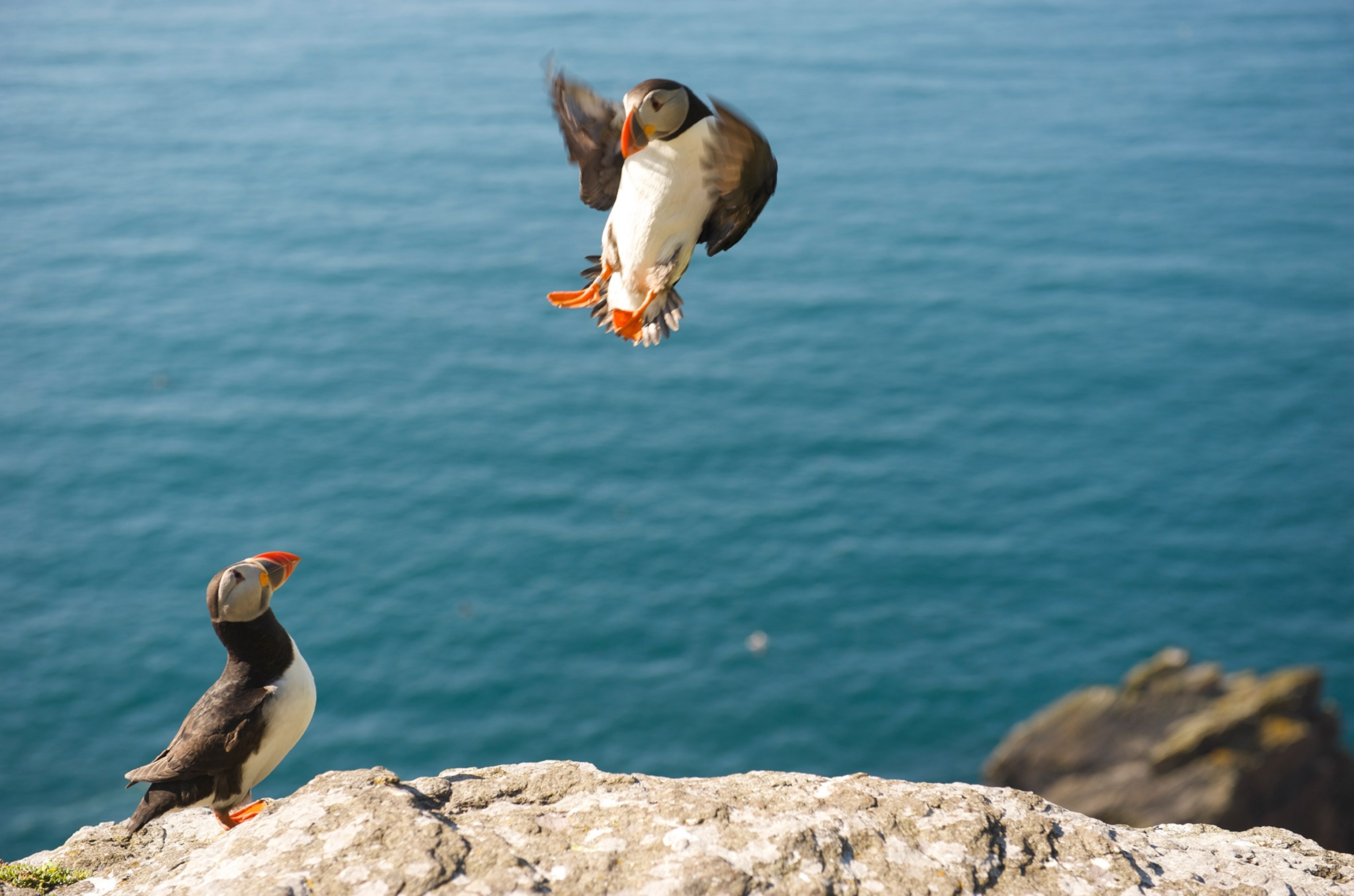 A puffin looks up at another puffing flapping close above.
