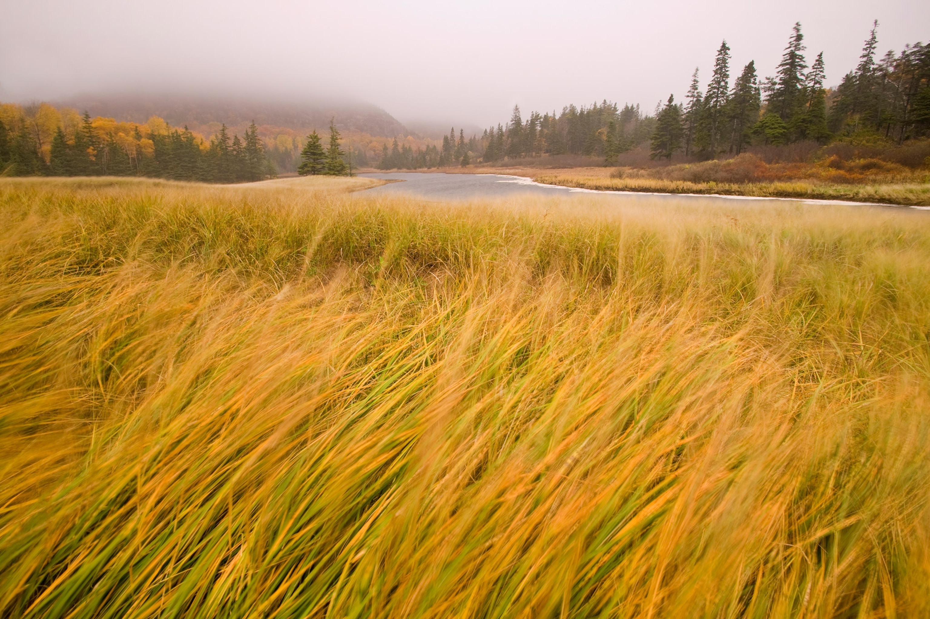 Grass blows in the breeze with a stream and trees in the background.