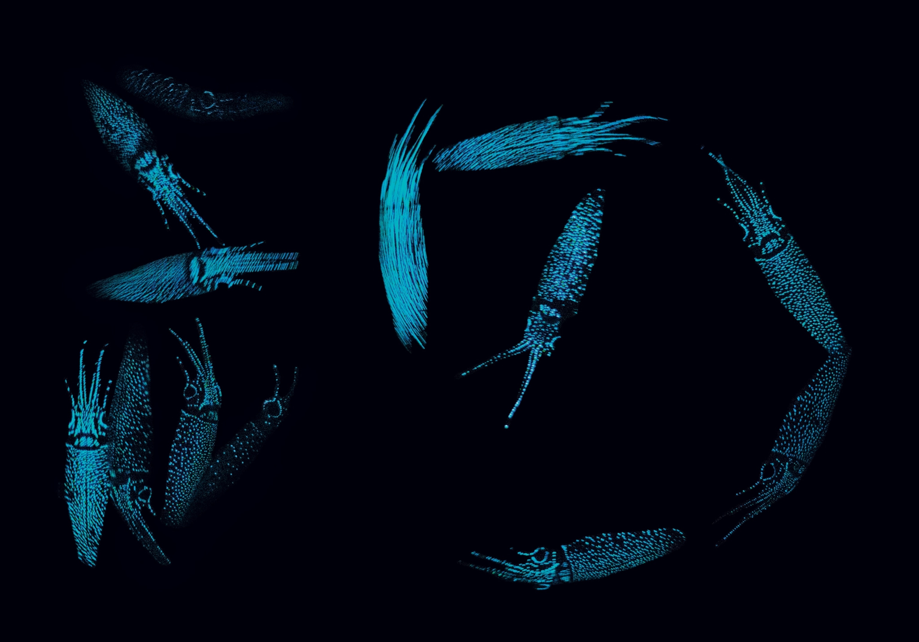 the luminescence of firefly squid