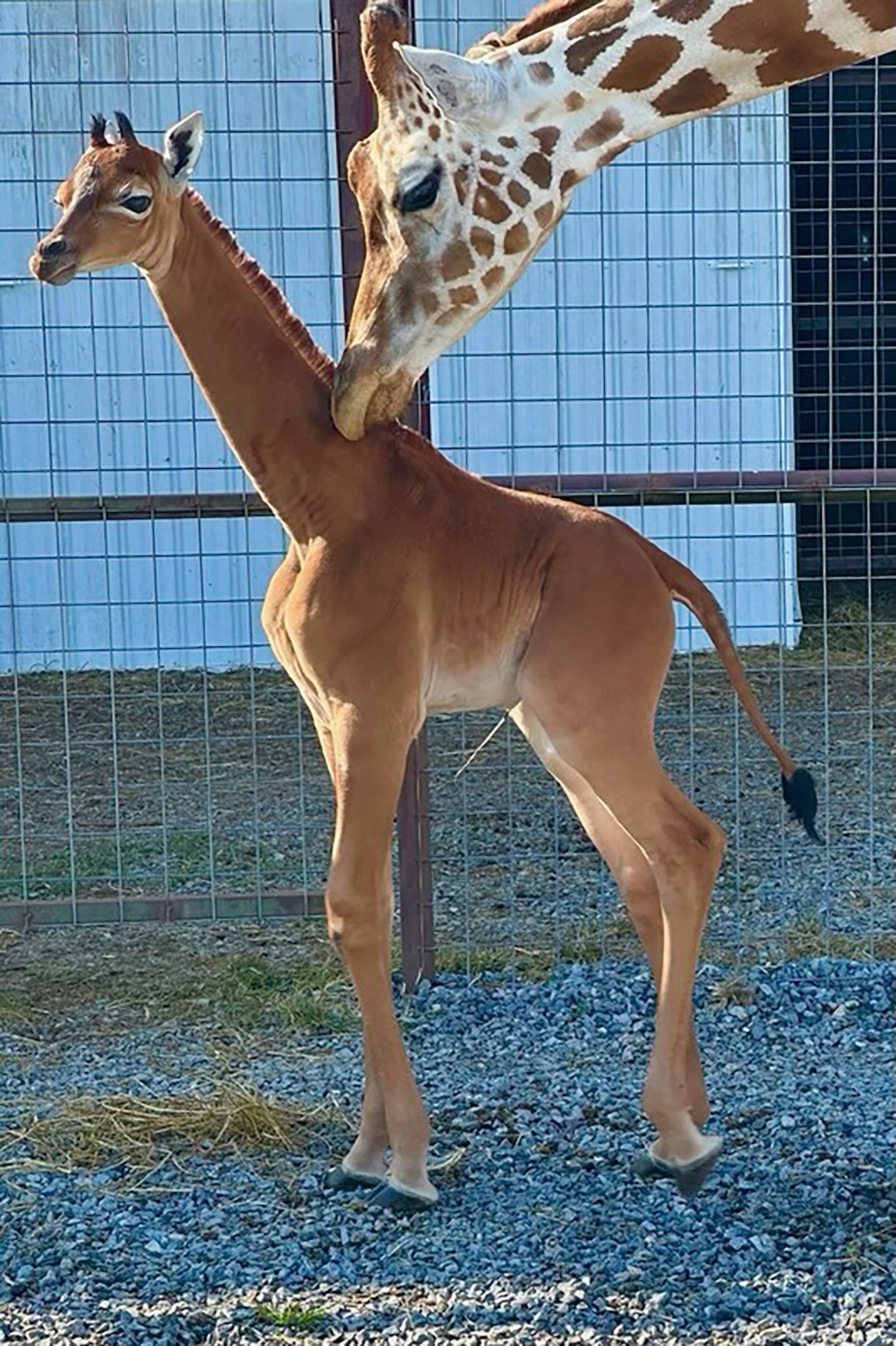 A spotless Giraffe stands as another giraffe nuzzles it.