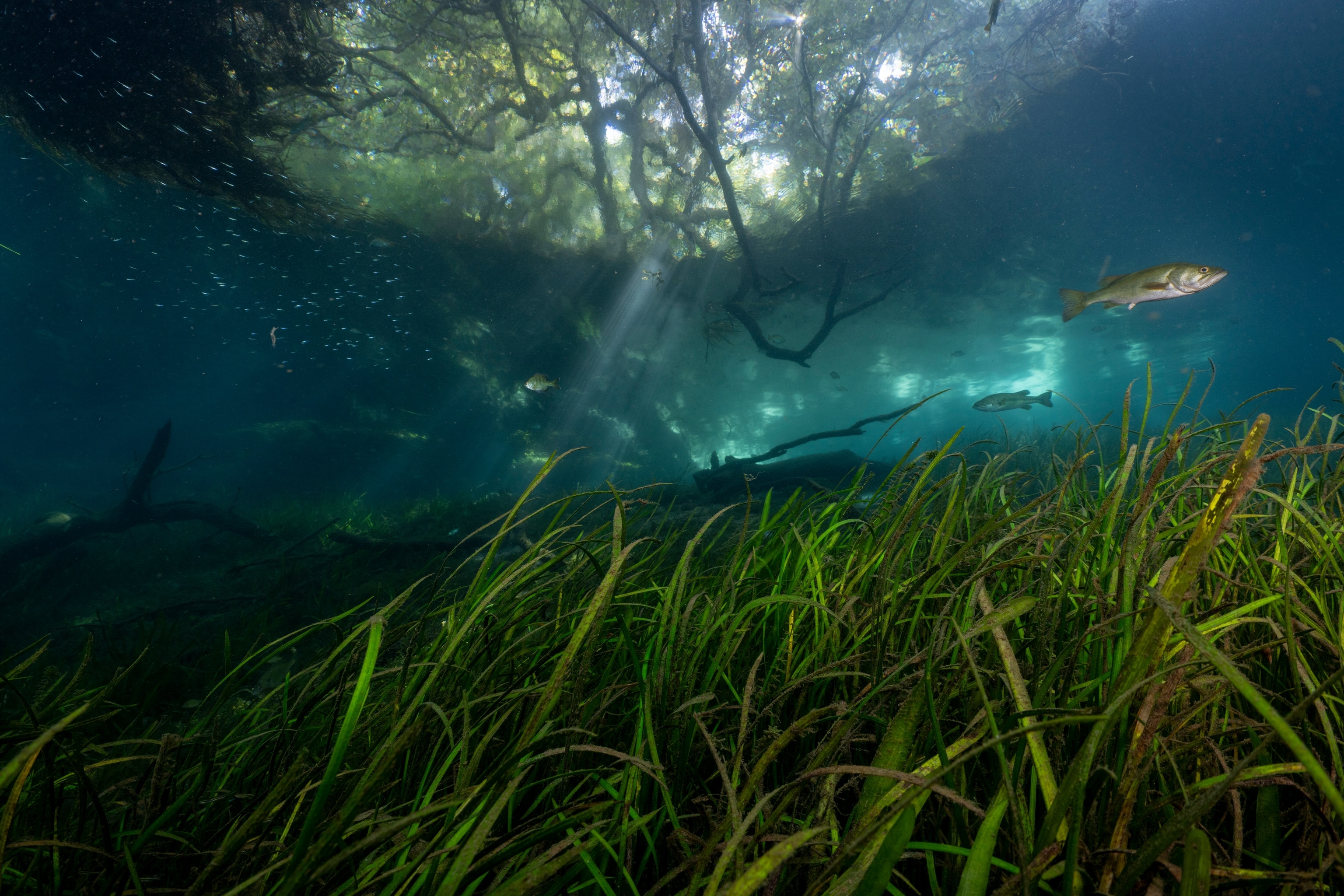 Bass and other freshwater fish swim above healthy eelgrass in Florida's spring-fed Rainbow River. Eelgrass and other submerged aquatic vegetation are the foundations of a healthy aquatic spring ecosystem in the same way that trees are the foundations of healthy forests.