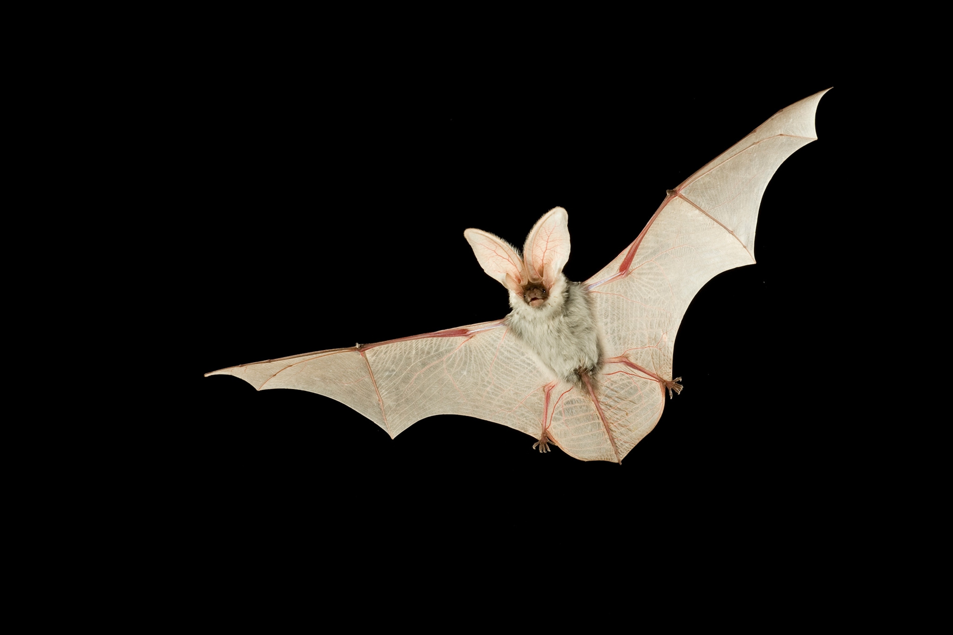 a female spotted bat