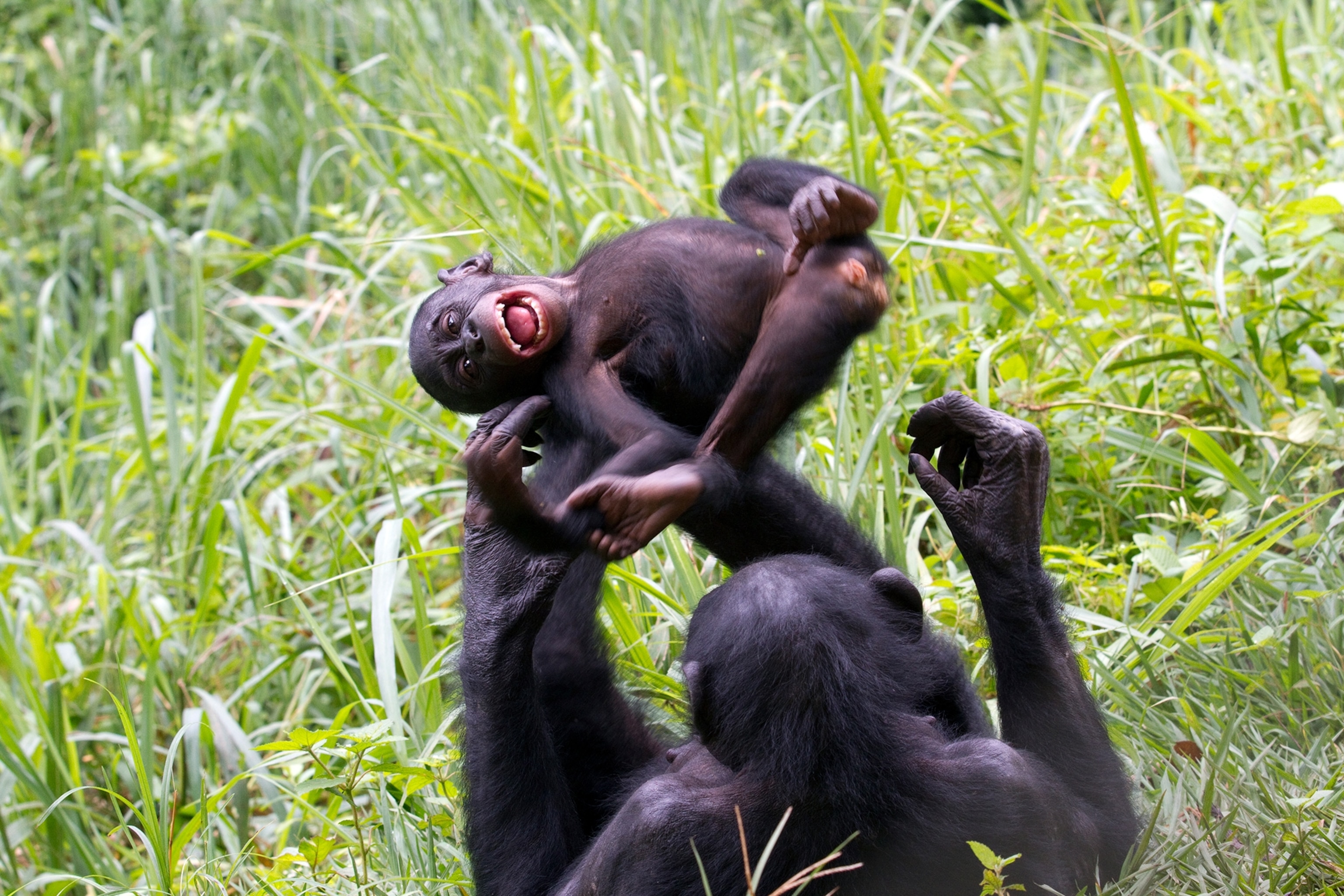 A Bonobo balances a baby on its feet as it lays on its back.