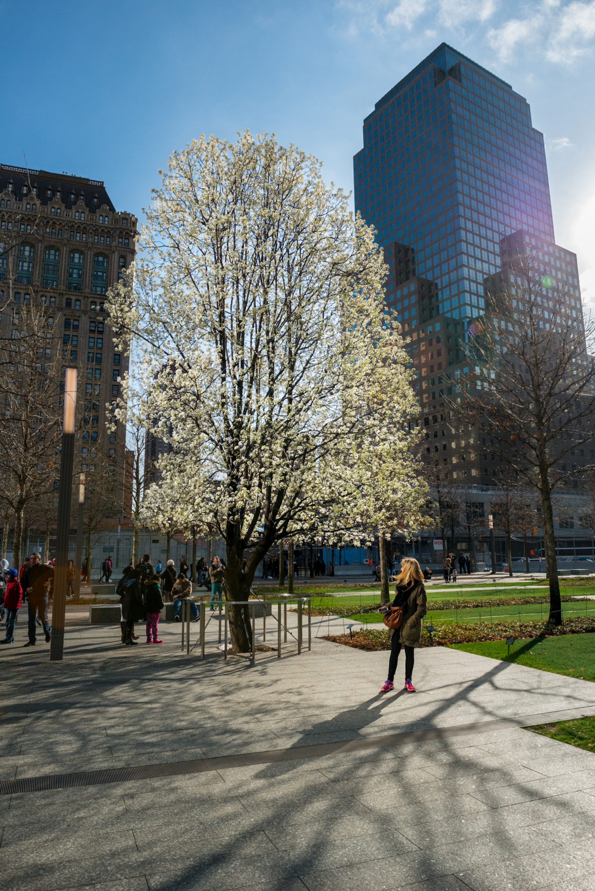 pear tree in New York budding in spring