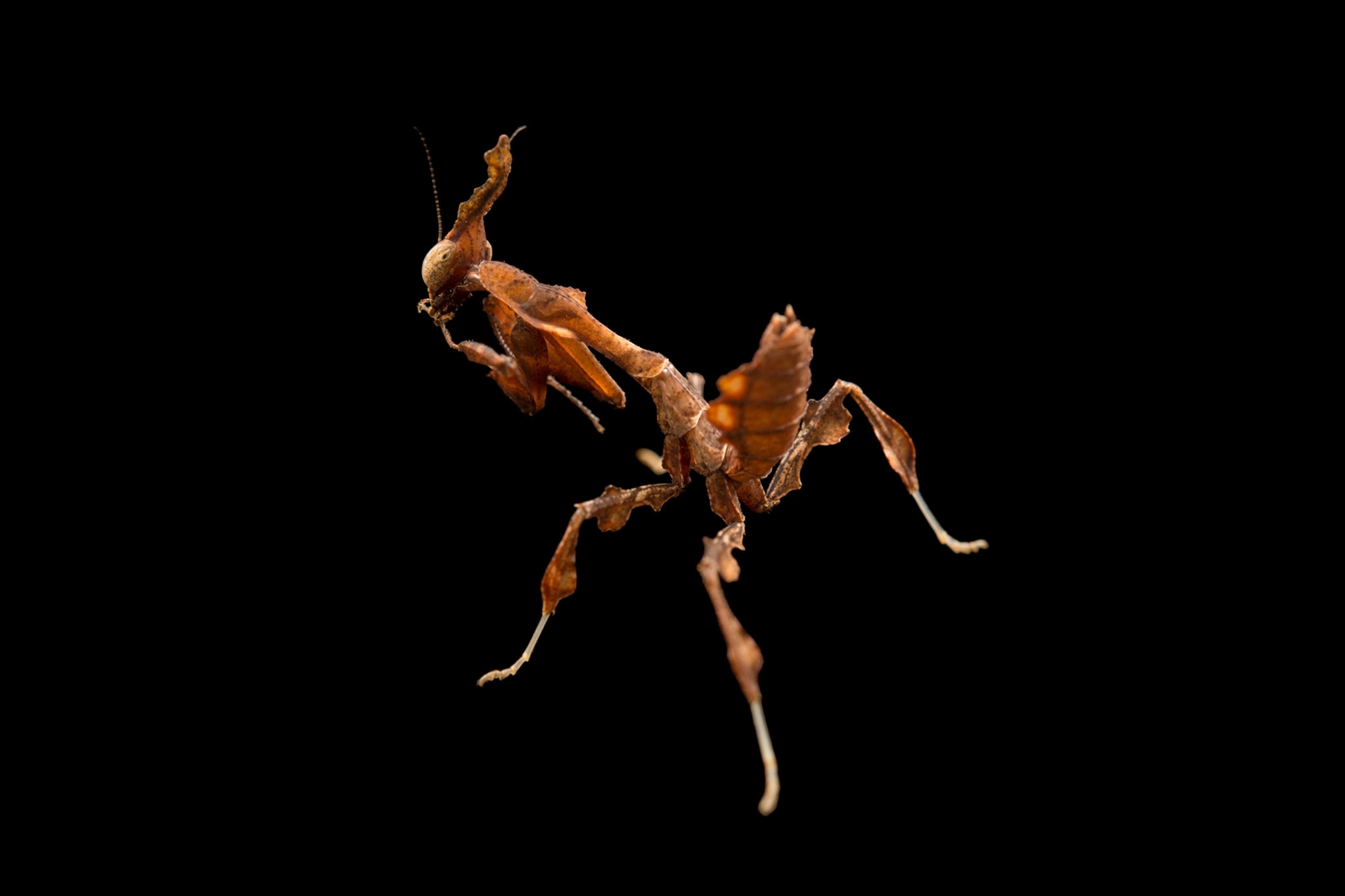 a ghost mantis