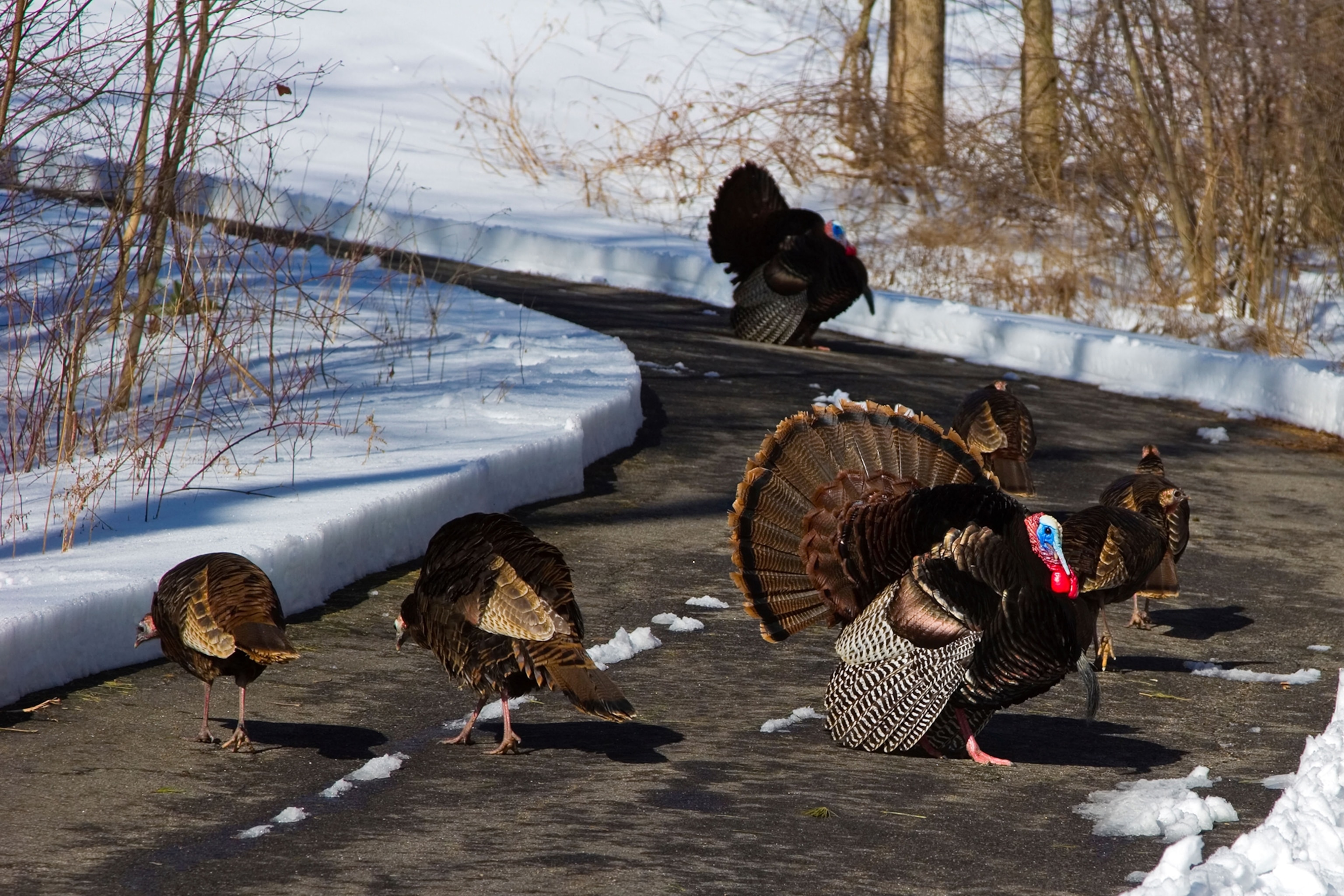 a flock of wild turkeys standing in a suburban driveway