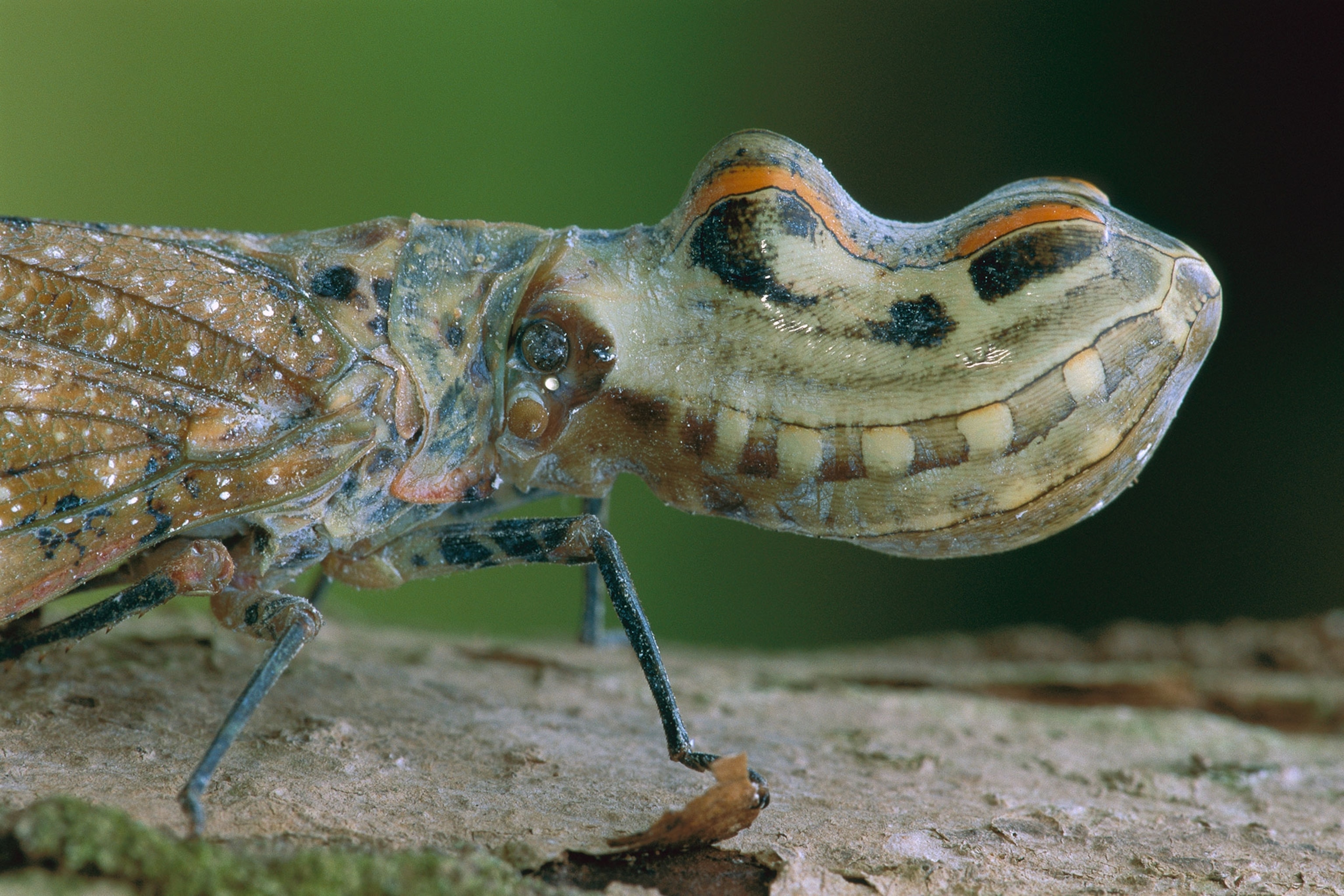a lantern bug