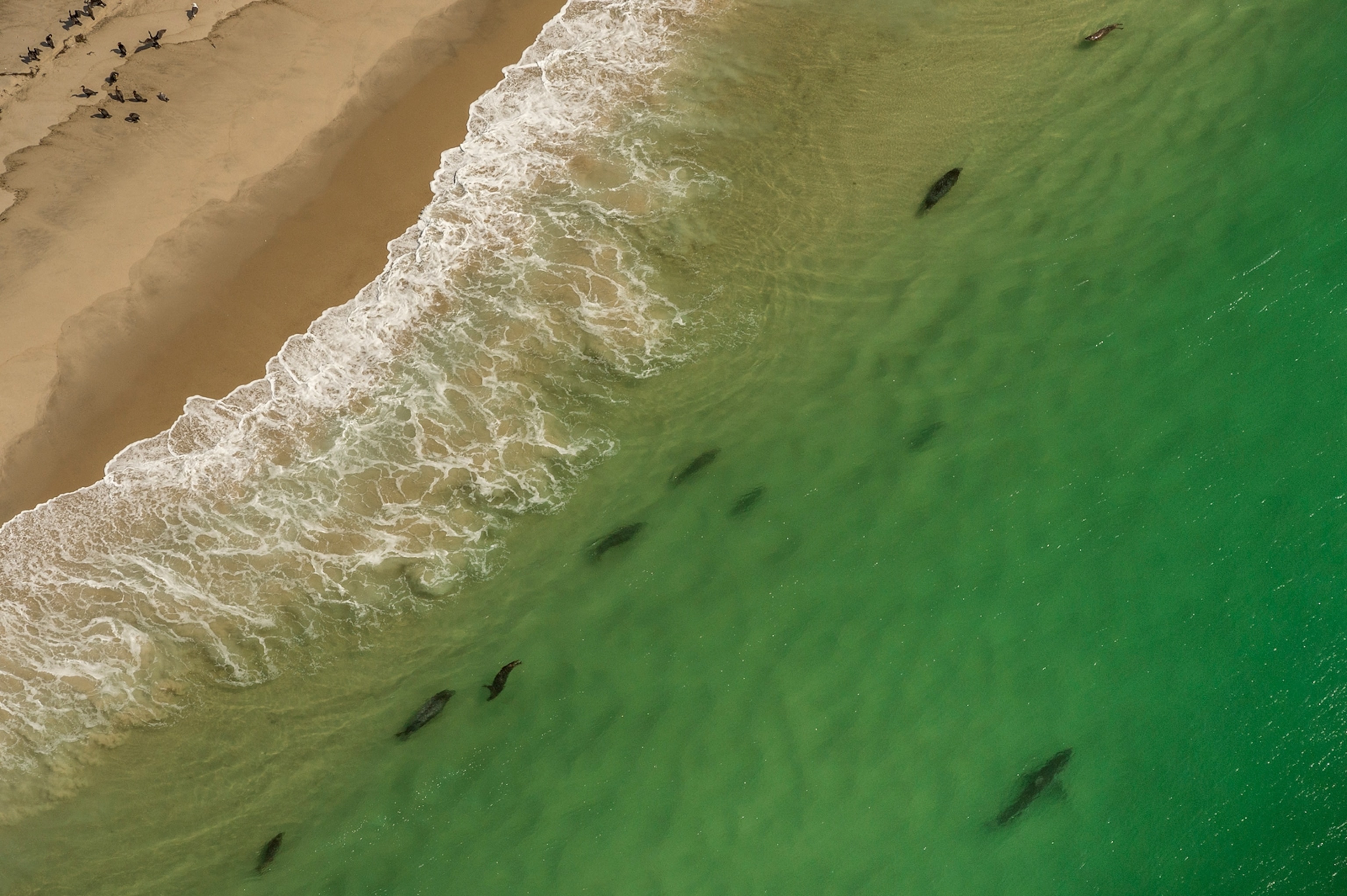 great white sharks