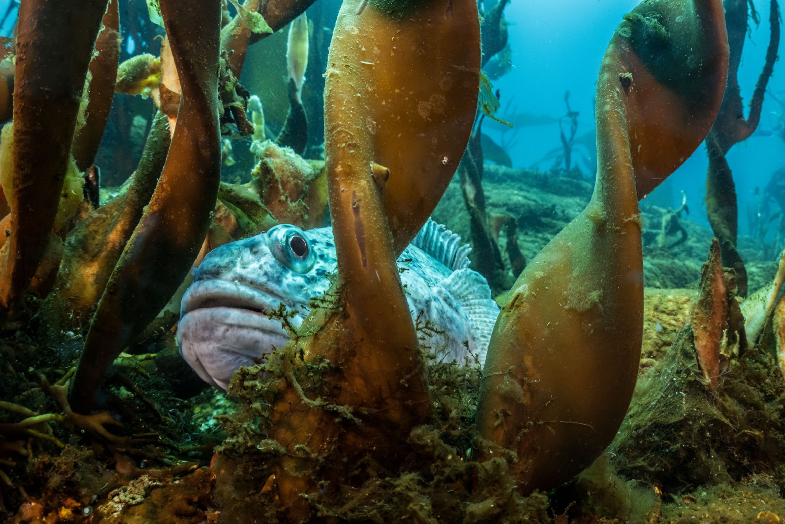 a gray rotund fish hiding behind large kelp plants