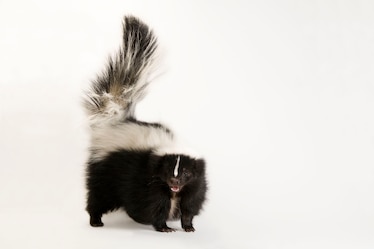 a striped skunk