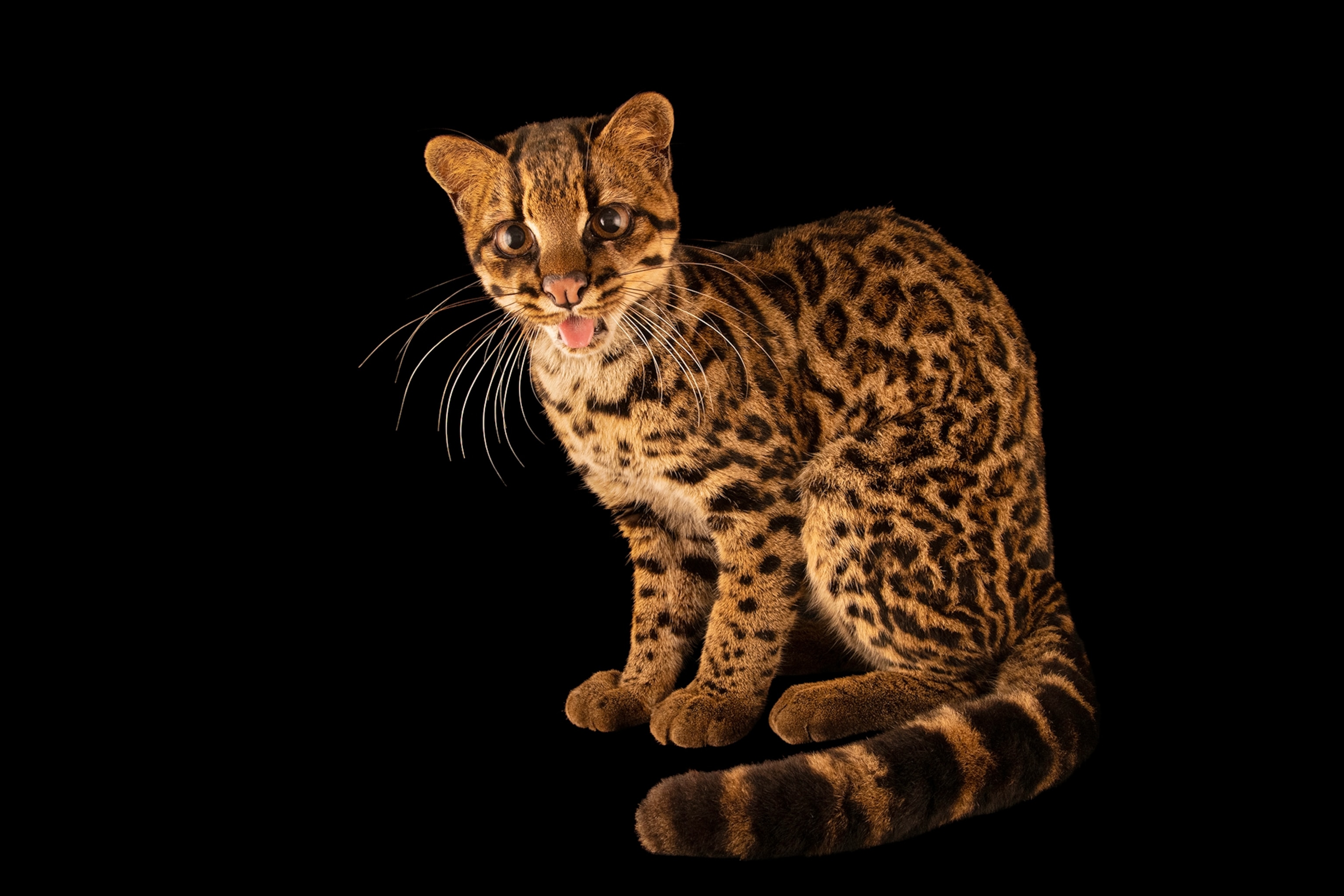A cat on a black background.