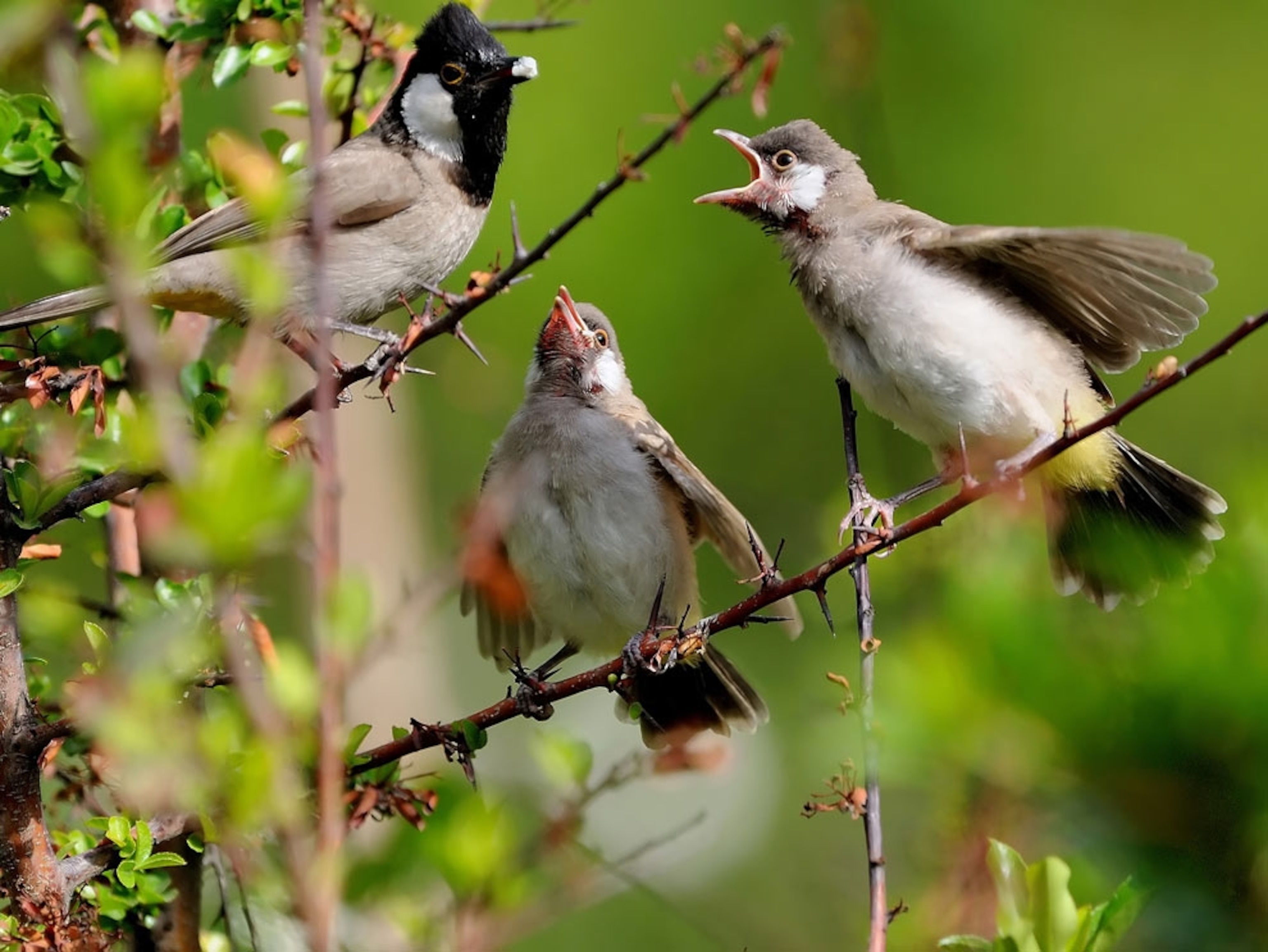 Three birds on thorny branches
