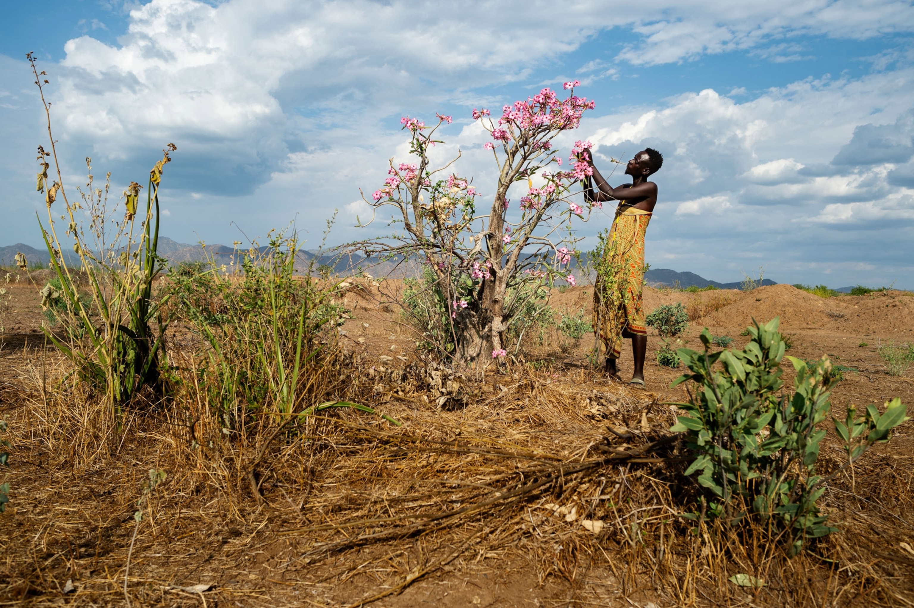 a person collecting blooms in the Omo River Valley