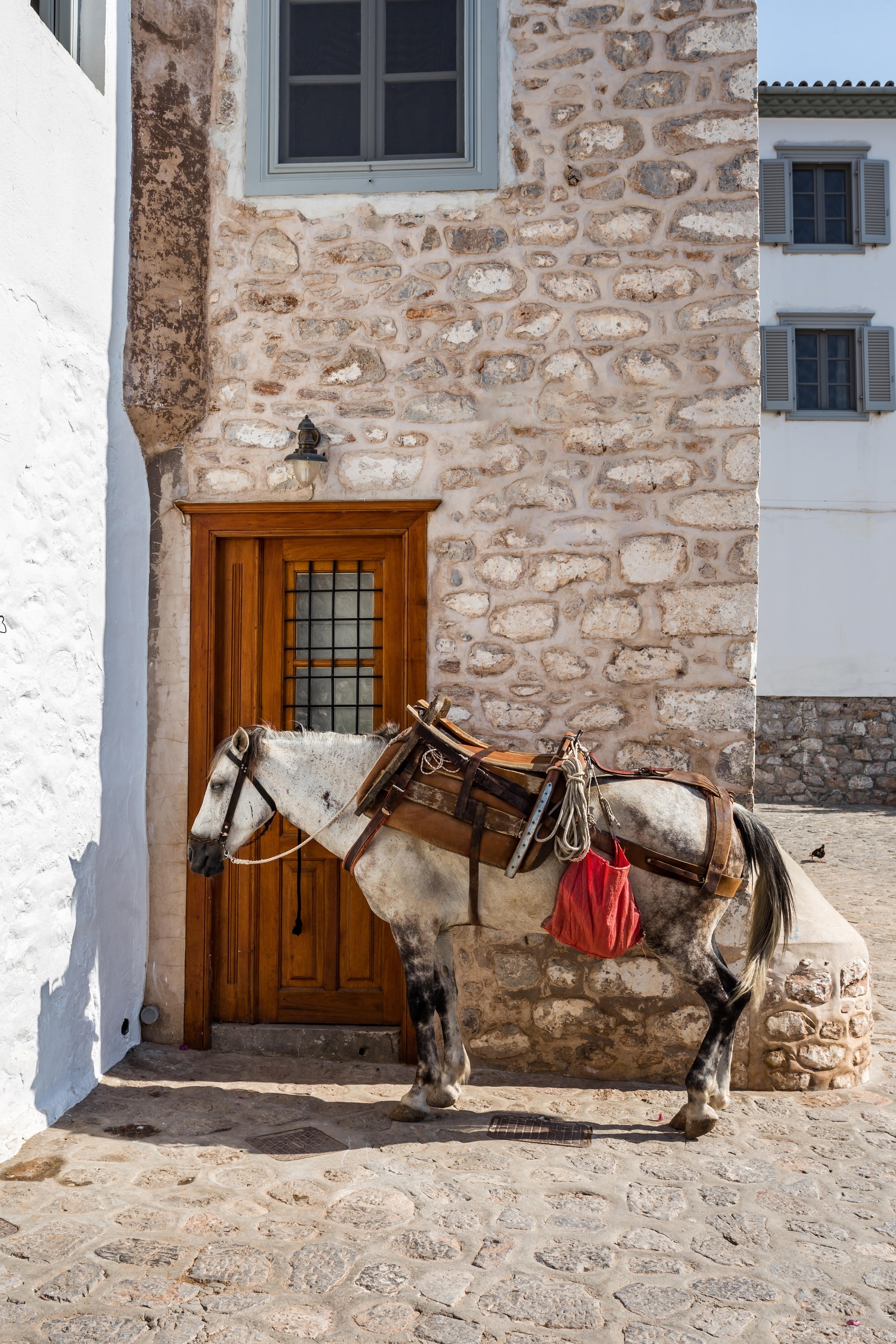 donkey