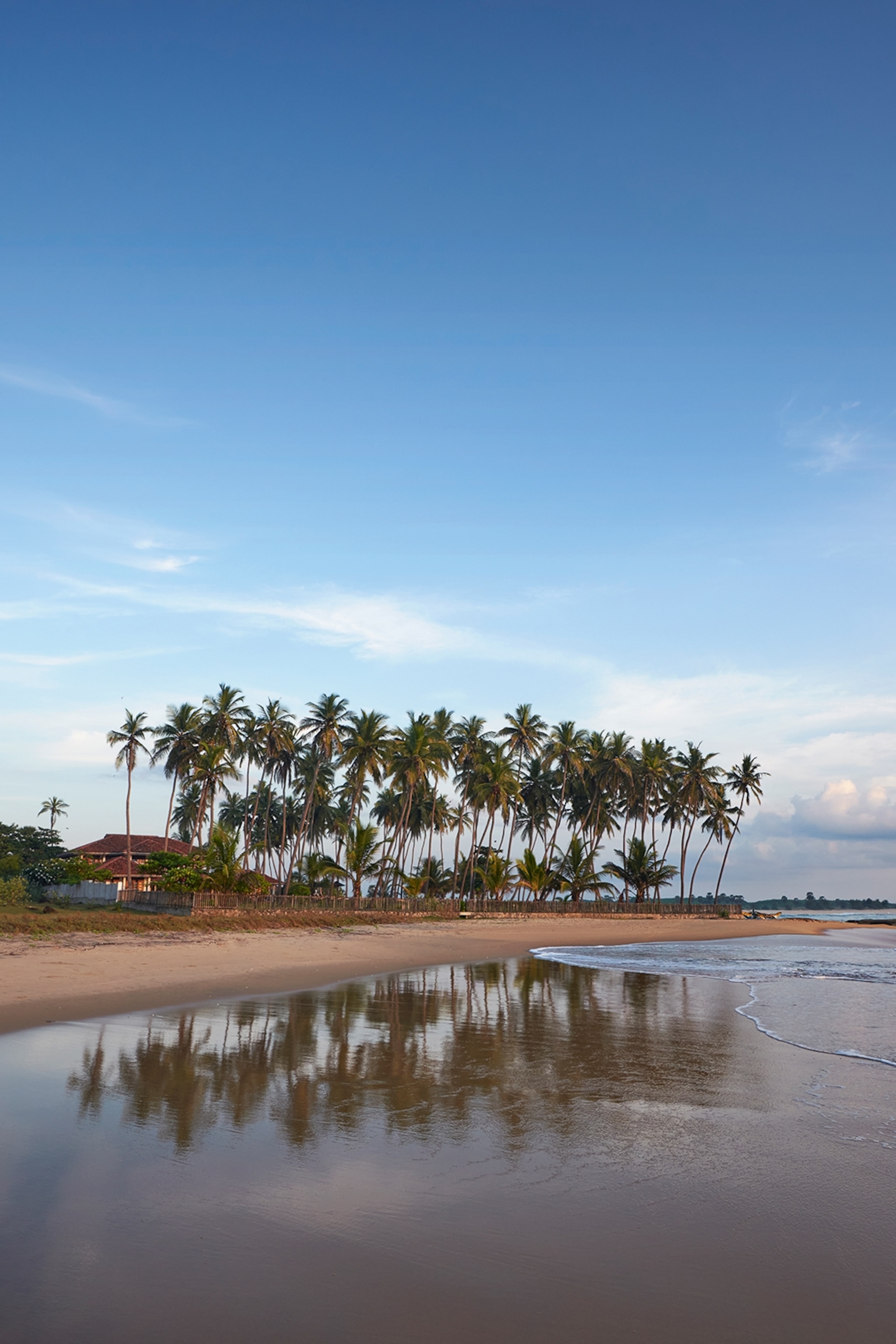 Palm trees lined along a sandy beach