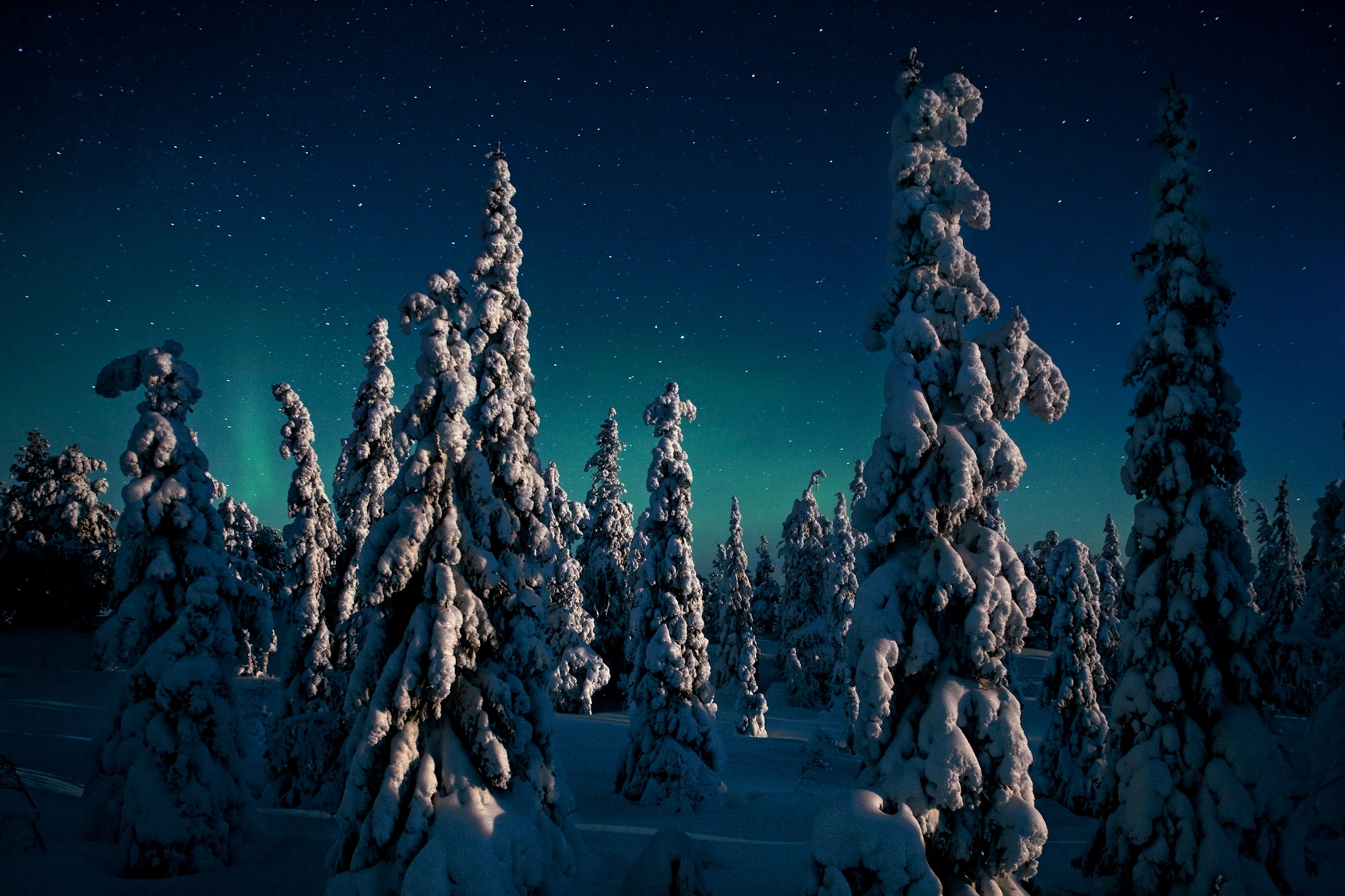The northern lights shimmer above snow-covered candle spruce trees.