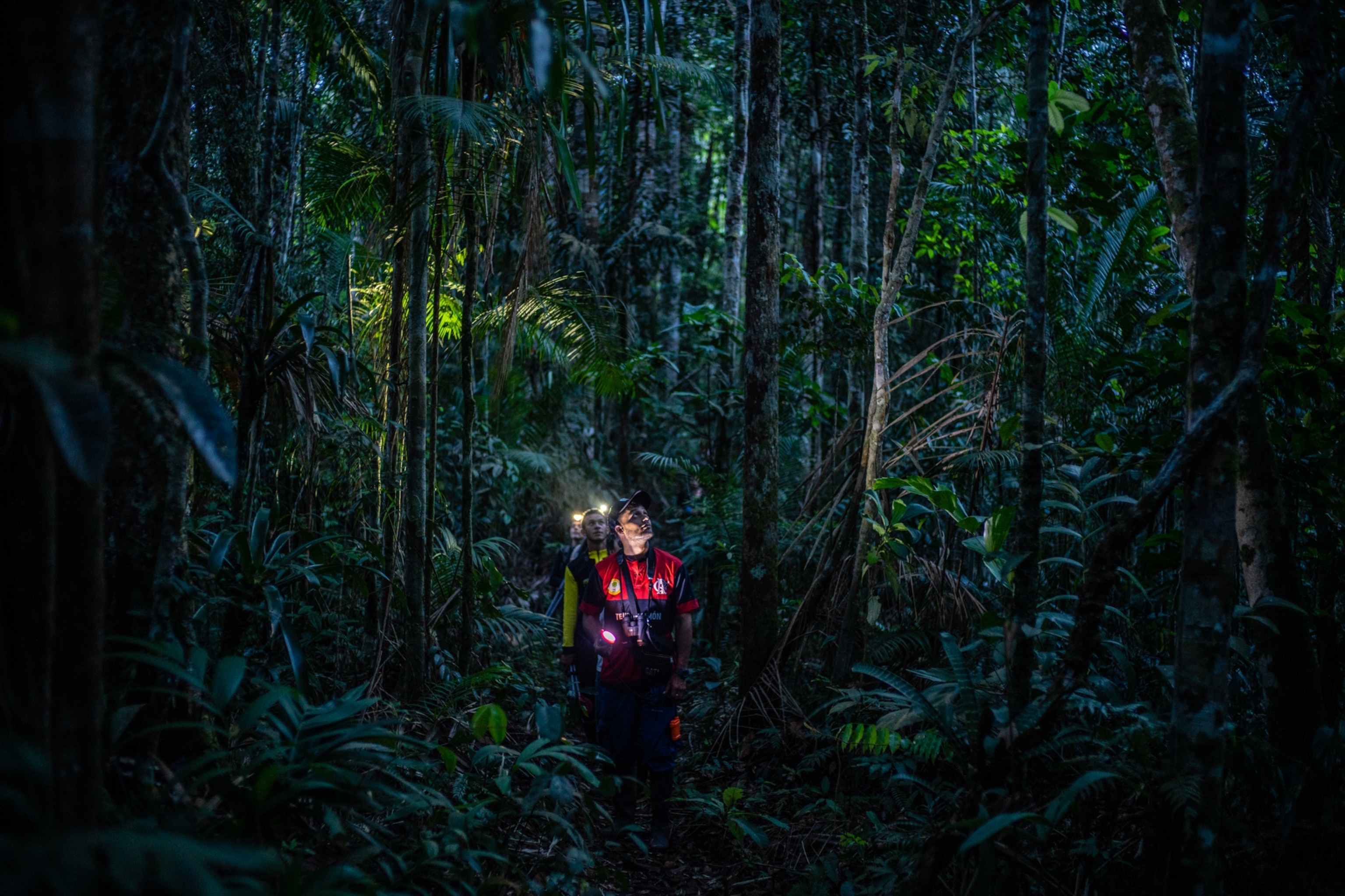 a group of ornithologists walk during the evening looking for owls in the forest.