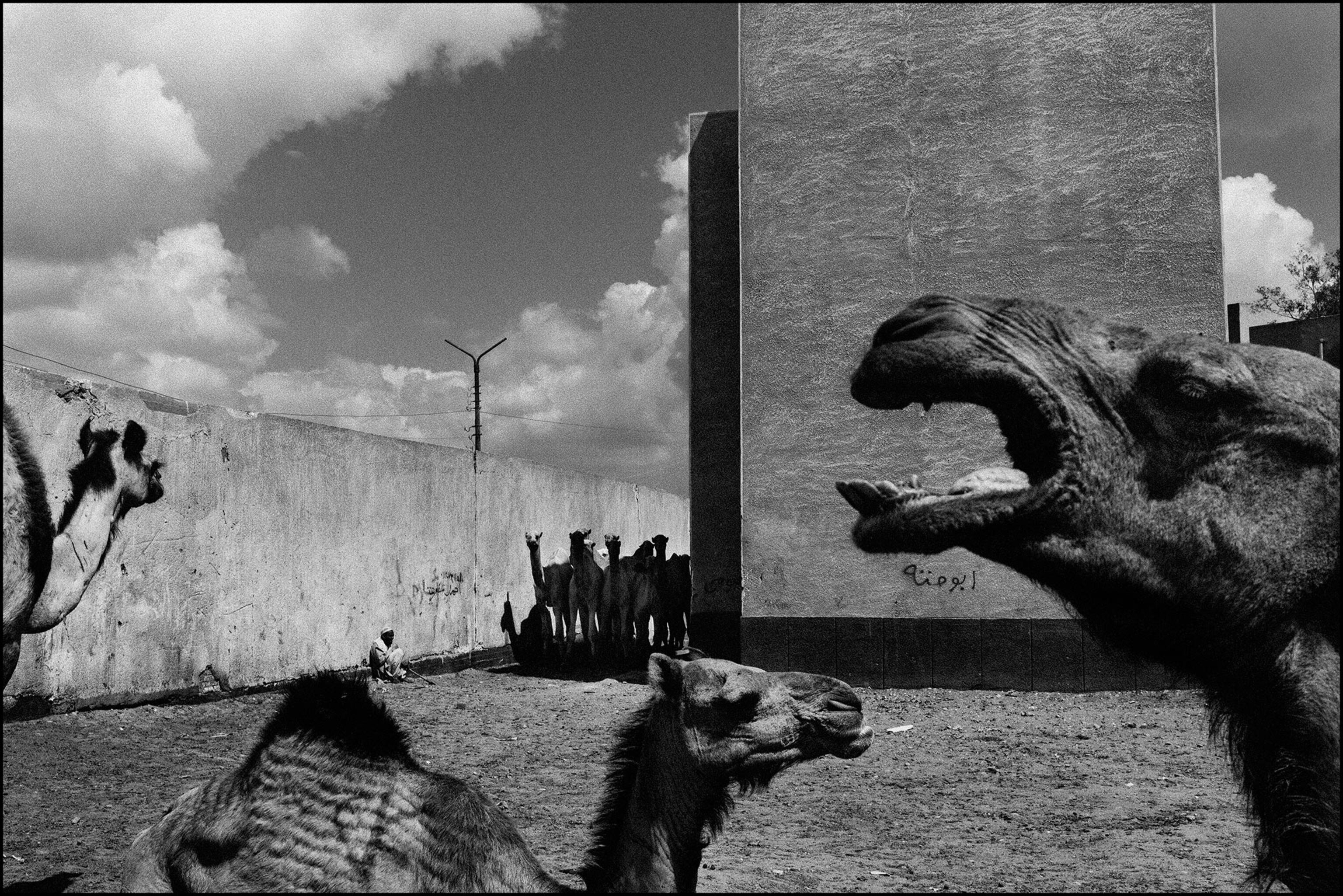 camel market