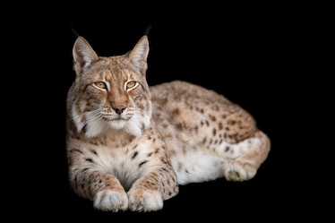 A Lynx sits with paws together on black background.