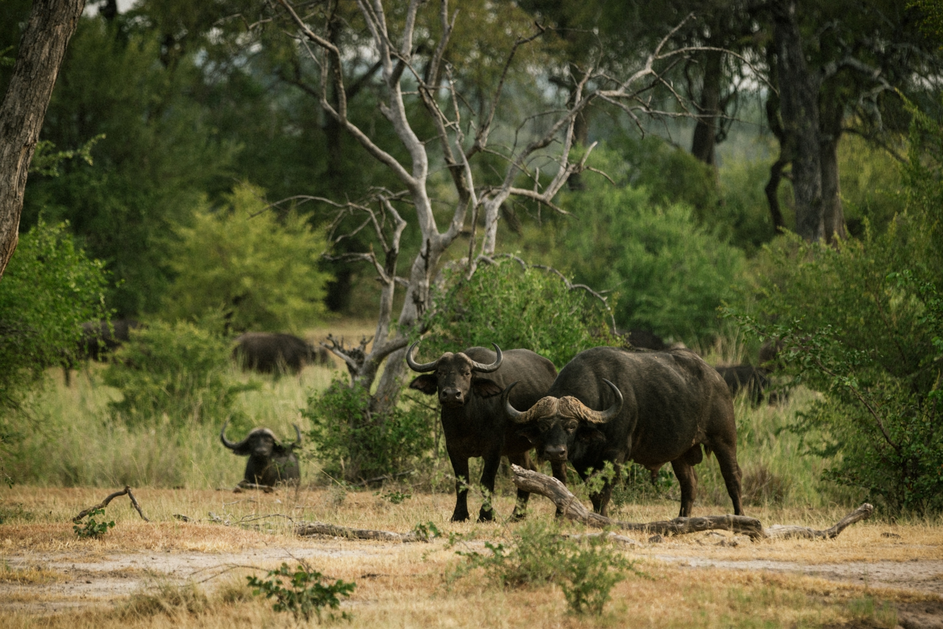 Large horned buffalo stand together in short brush.