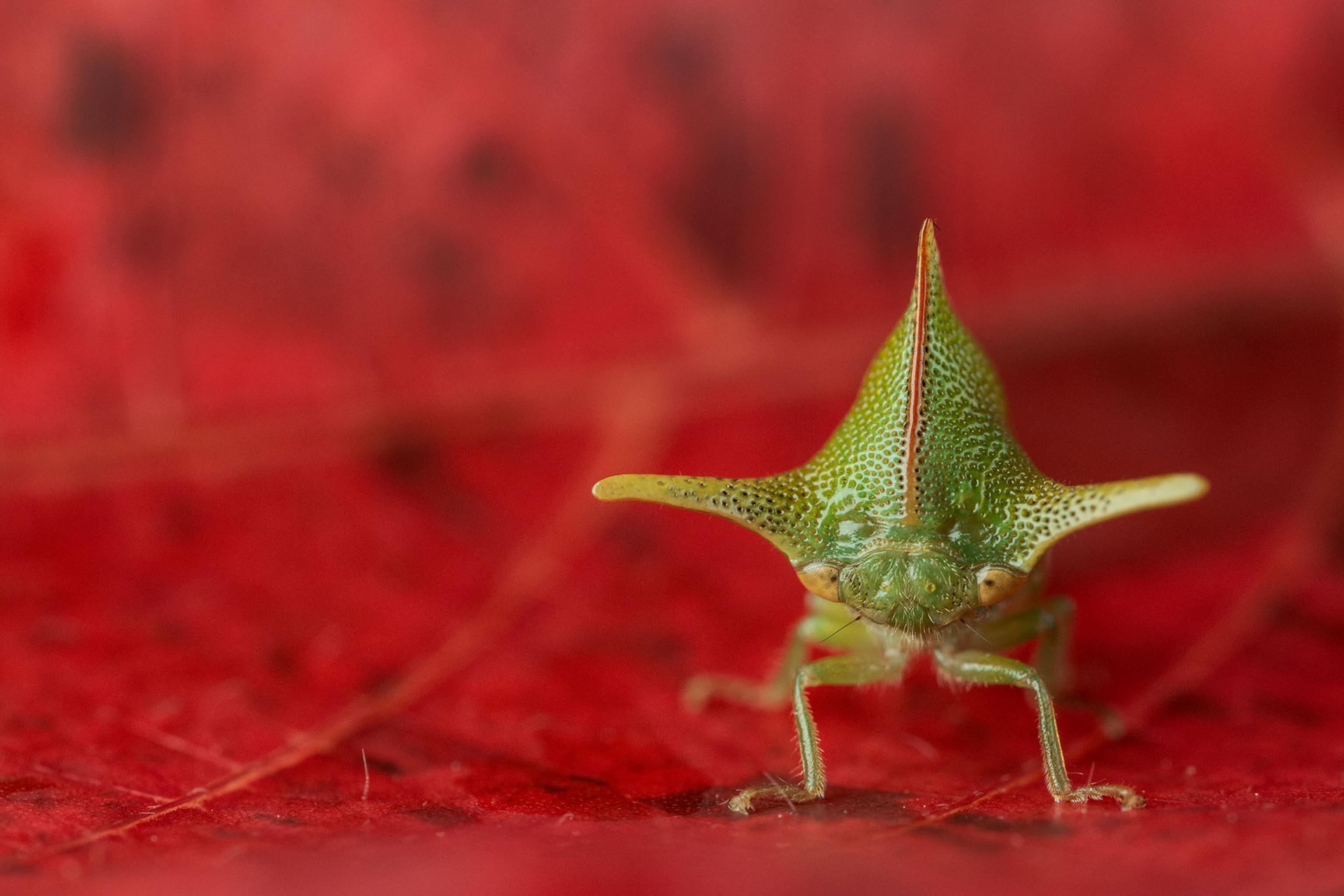 a treehopper on a red background