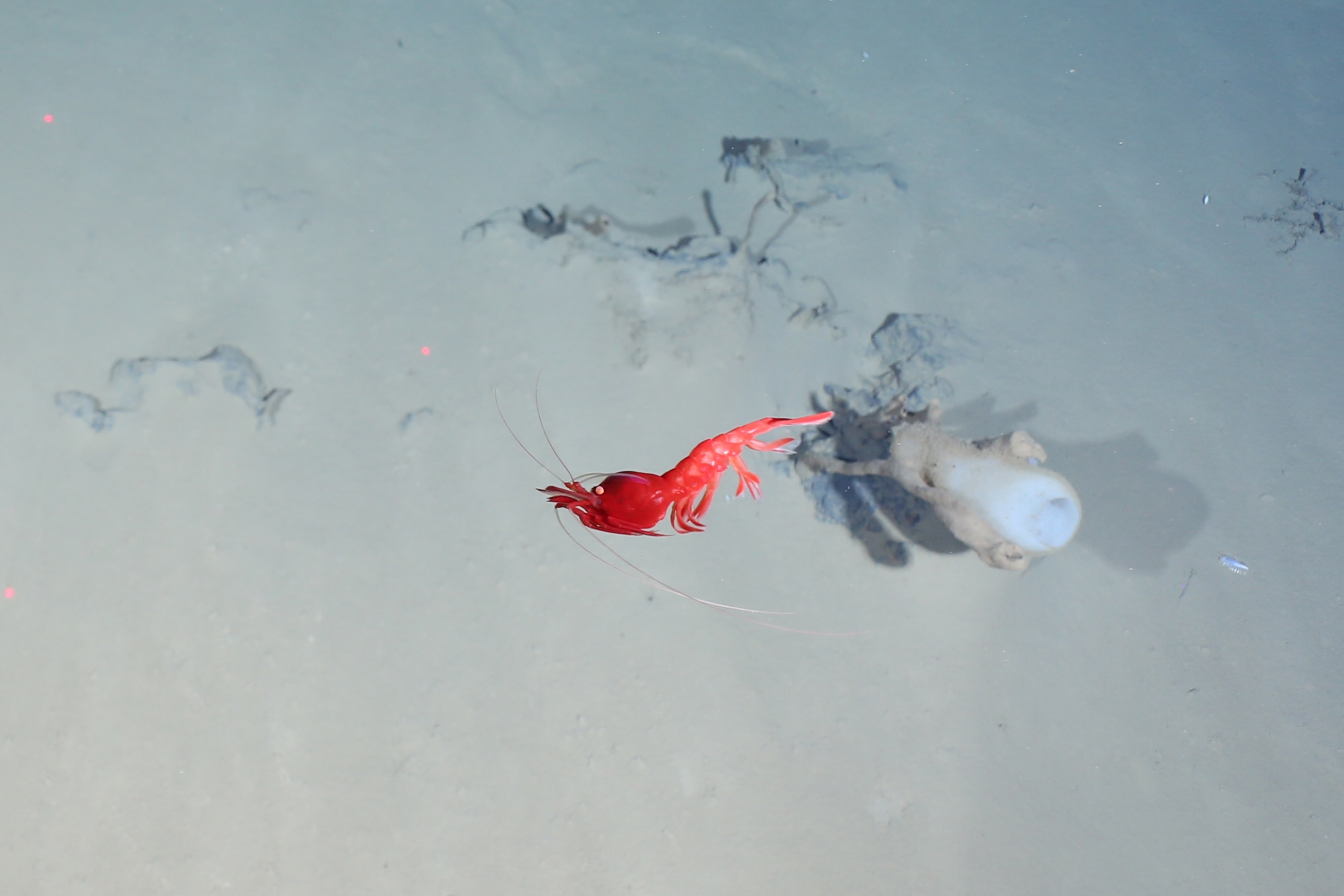 red shrimp