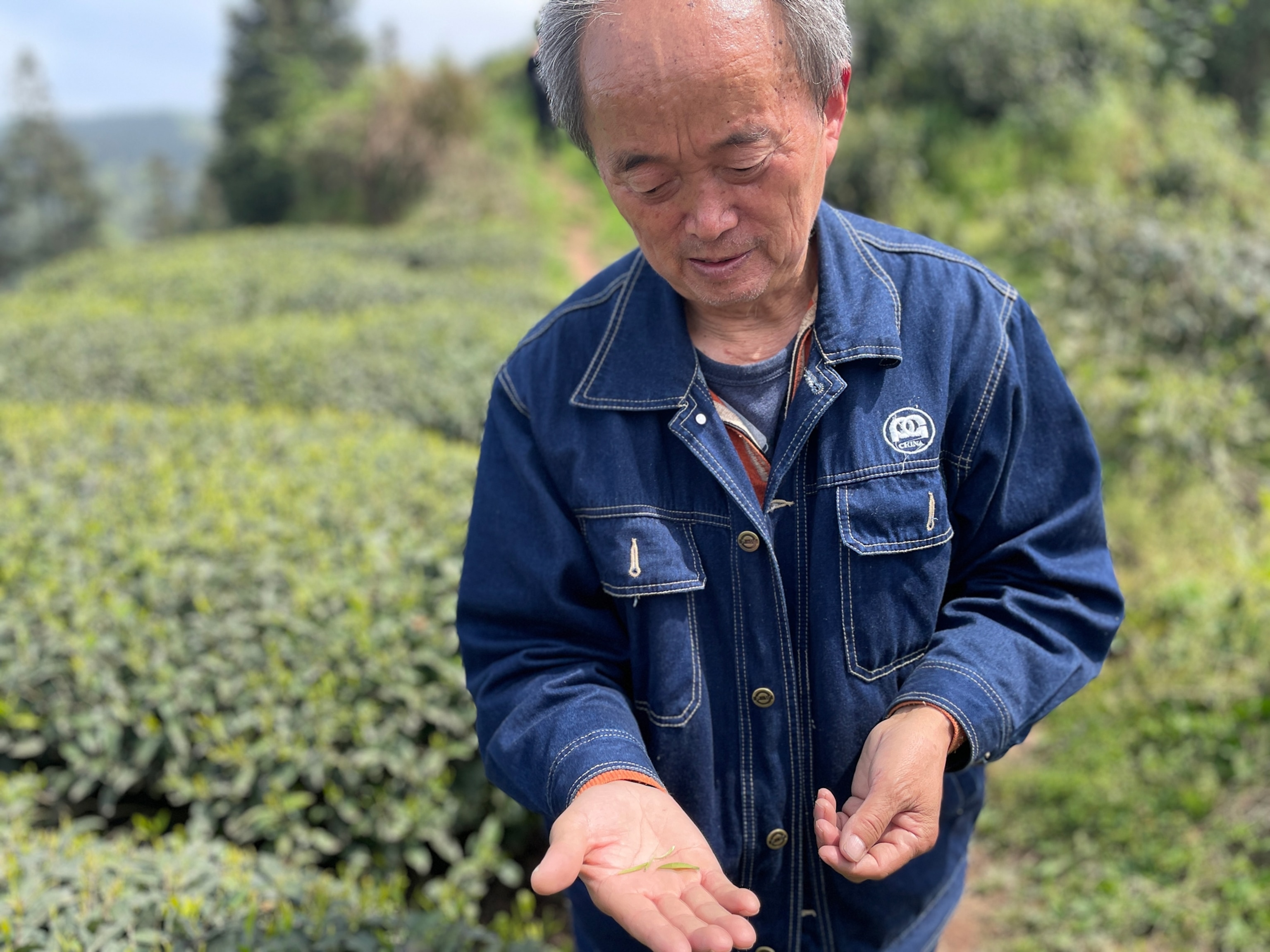 Photo of man showing tea leaf in his hand
