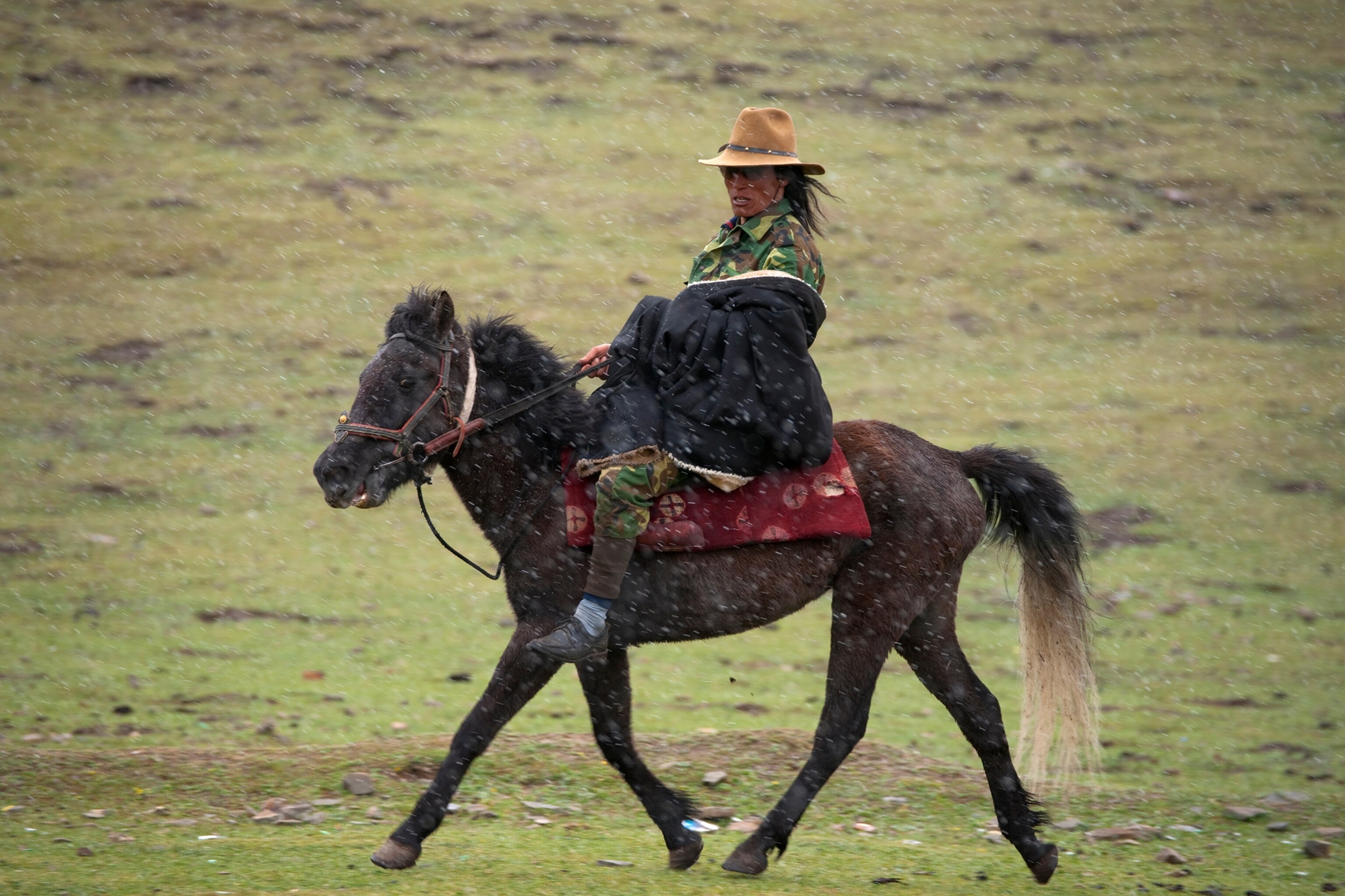 Nangchen Horse