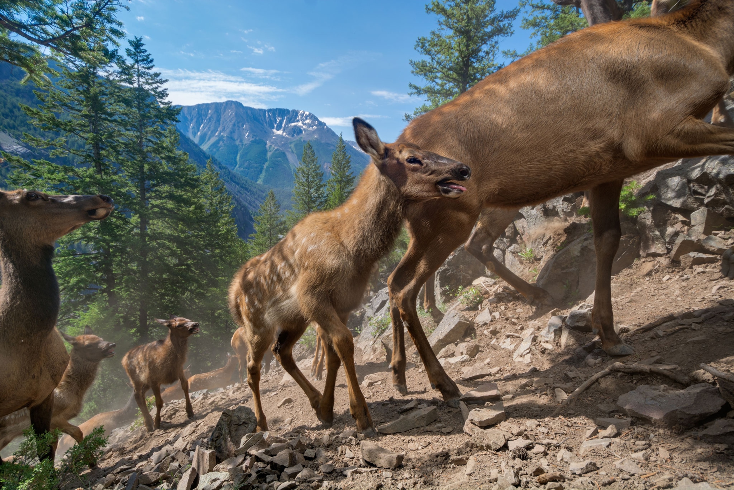 Yellowstone National Park elk calves on their first migration