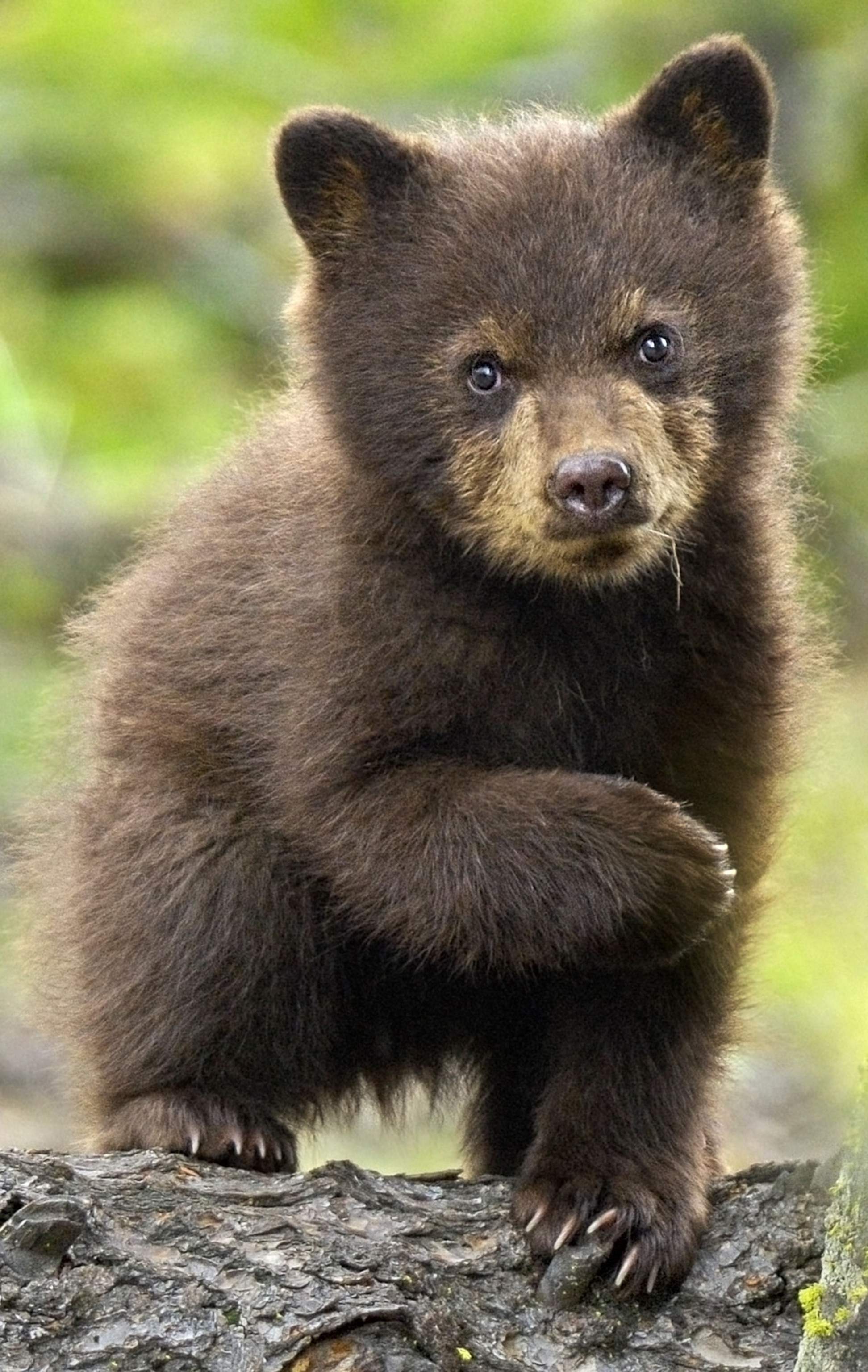 A small bear stands on a branch.