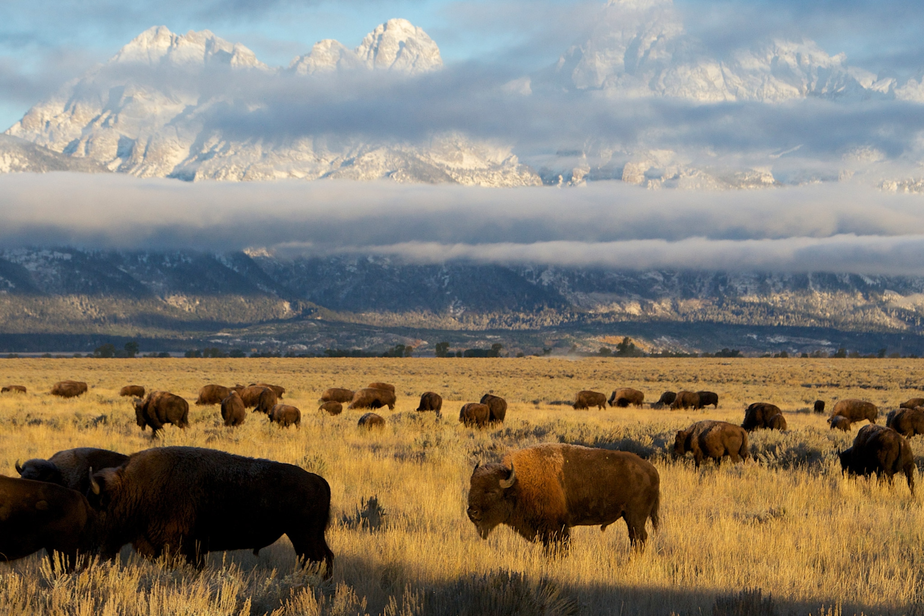 As the clouds clear off the Grand Tetons, a herd of bison graze in a large meadow.