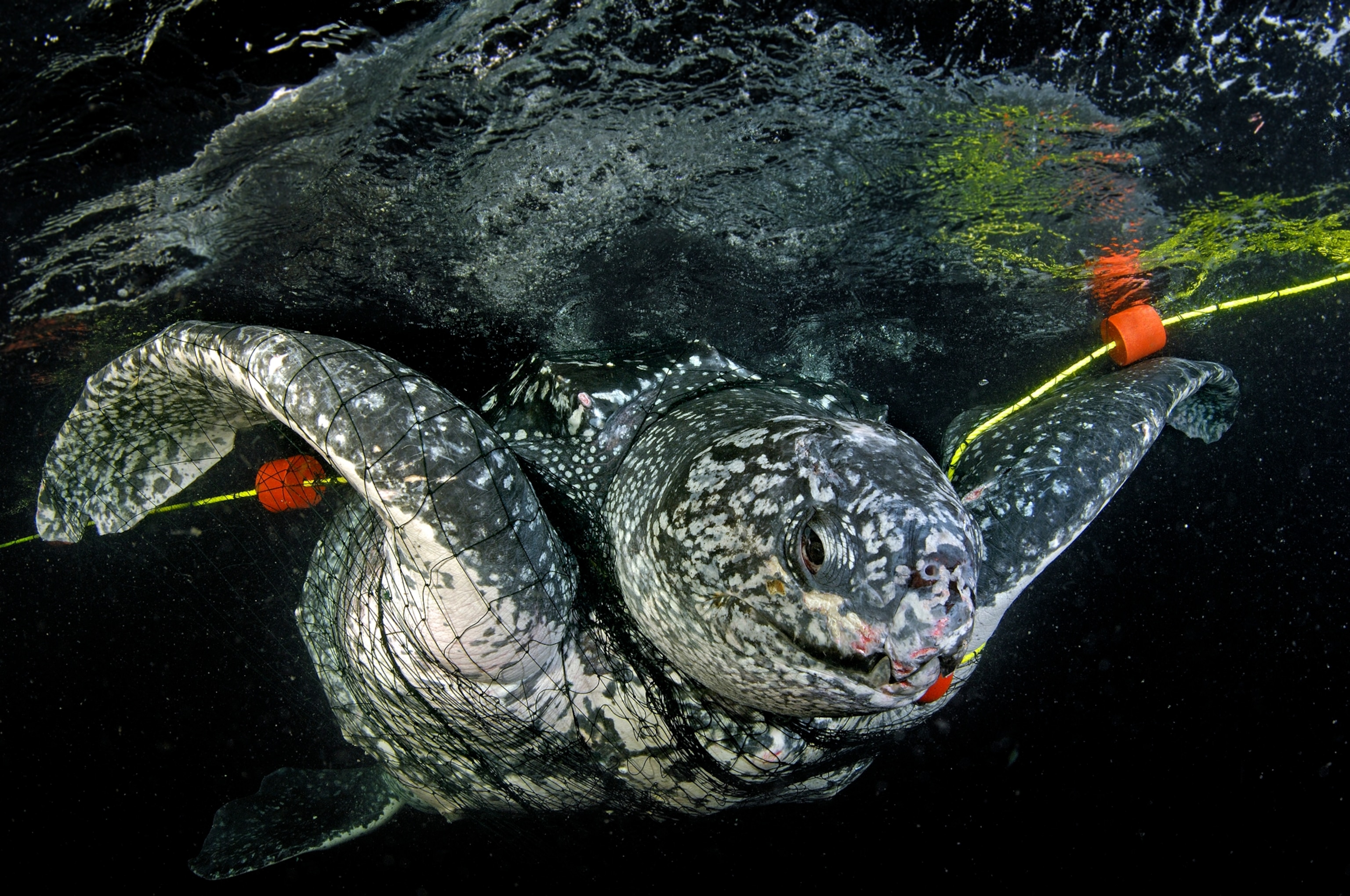 an entangled turtle off Trinidad